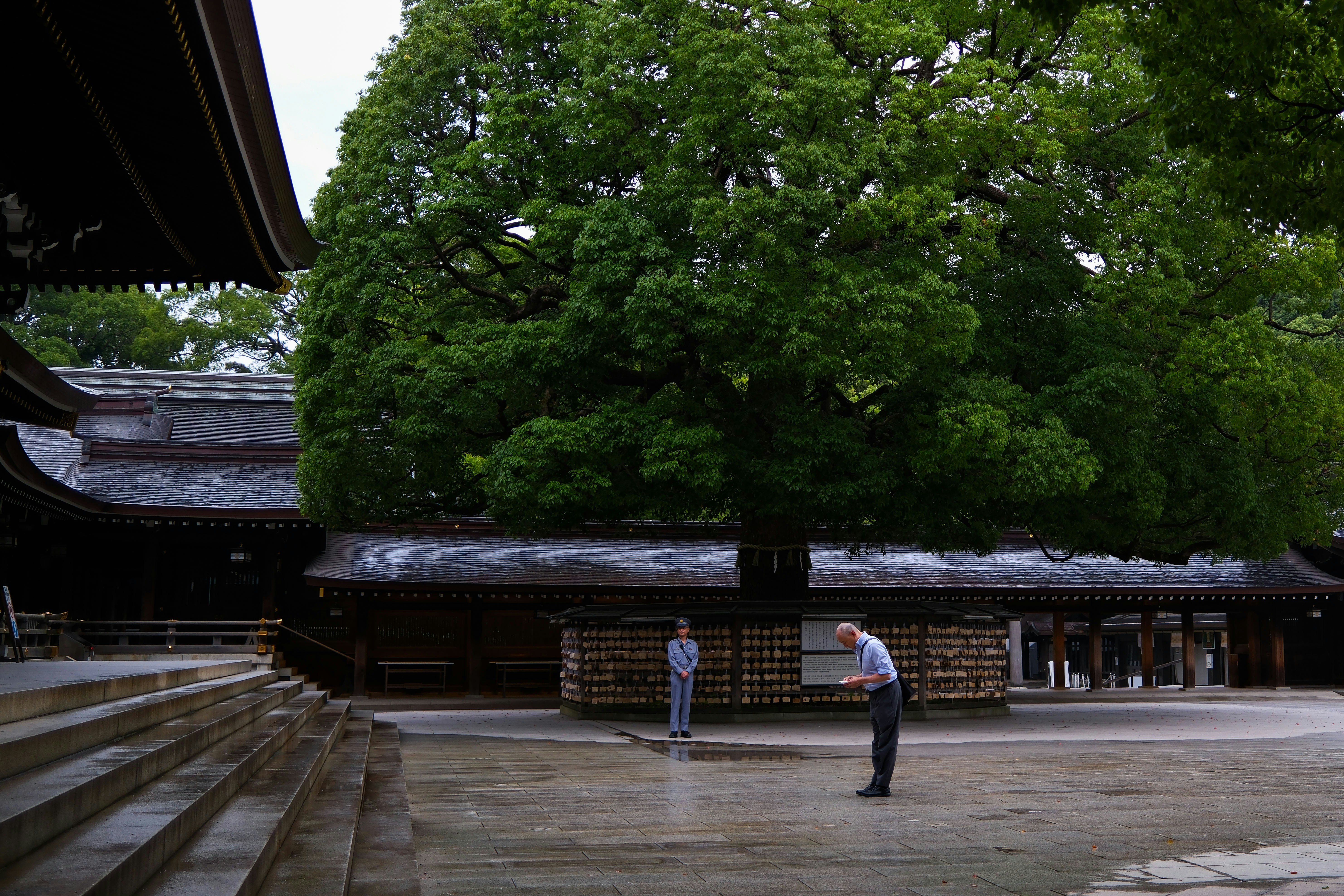Two people near a large tree and traditional japanese temple