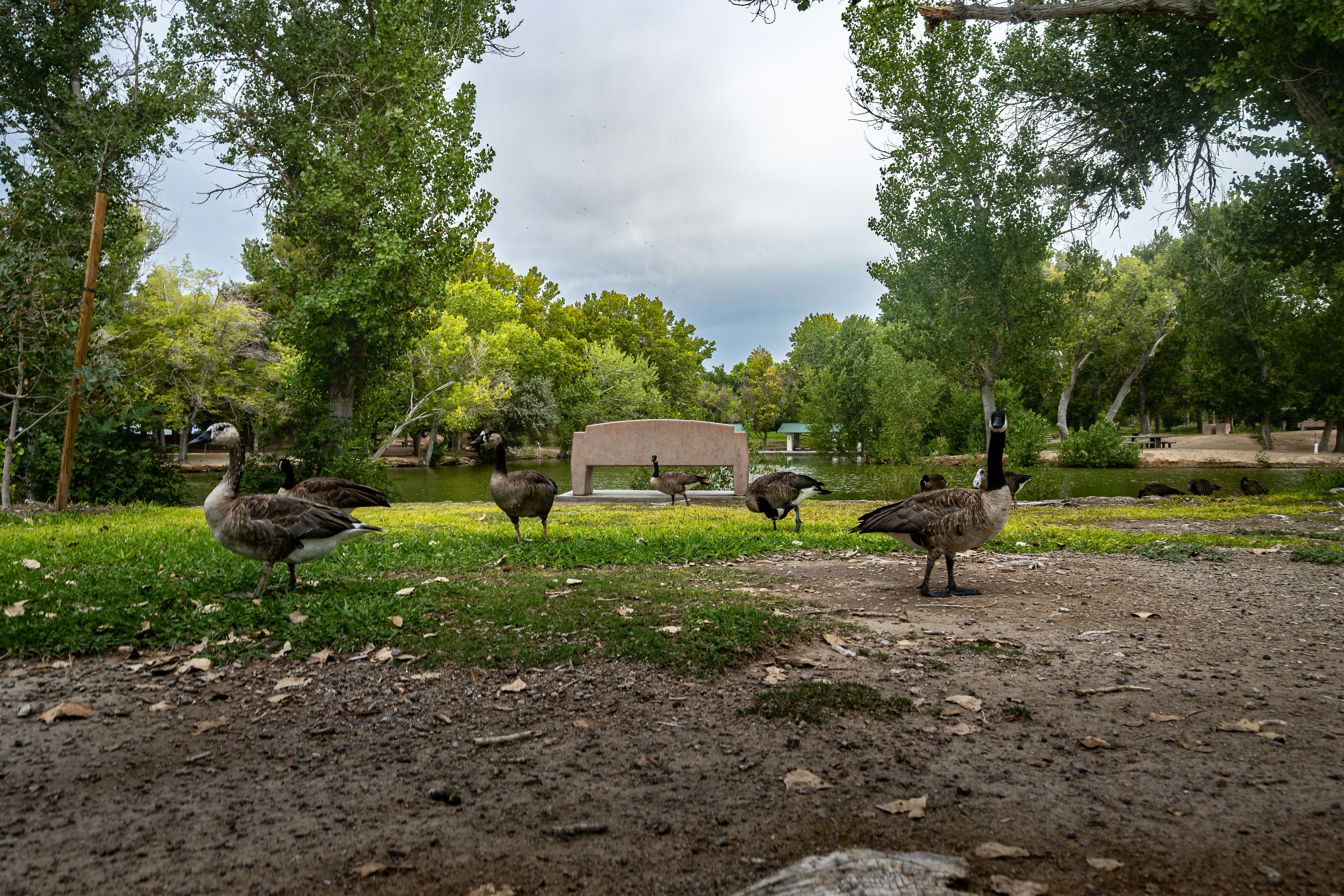 Emus graze on green grass in a park