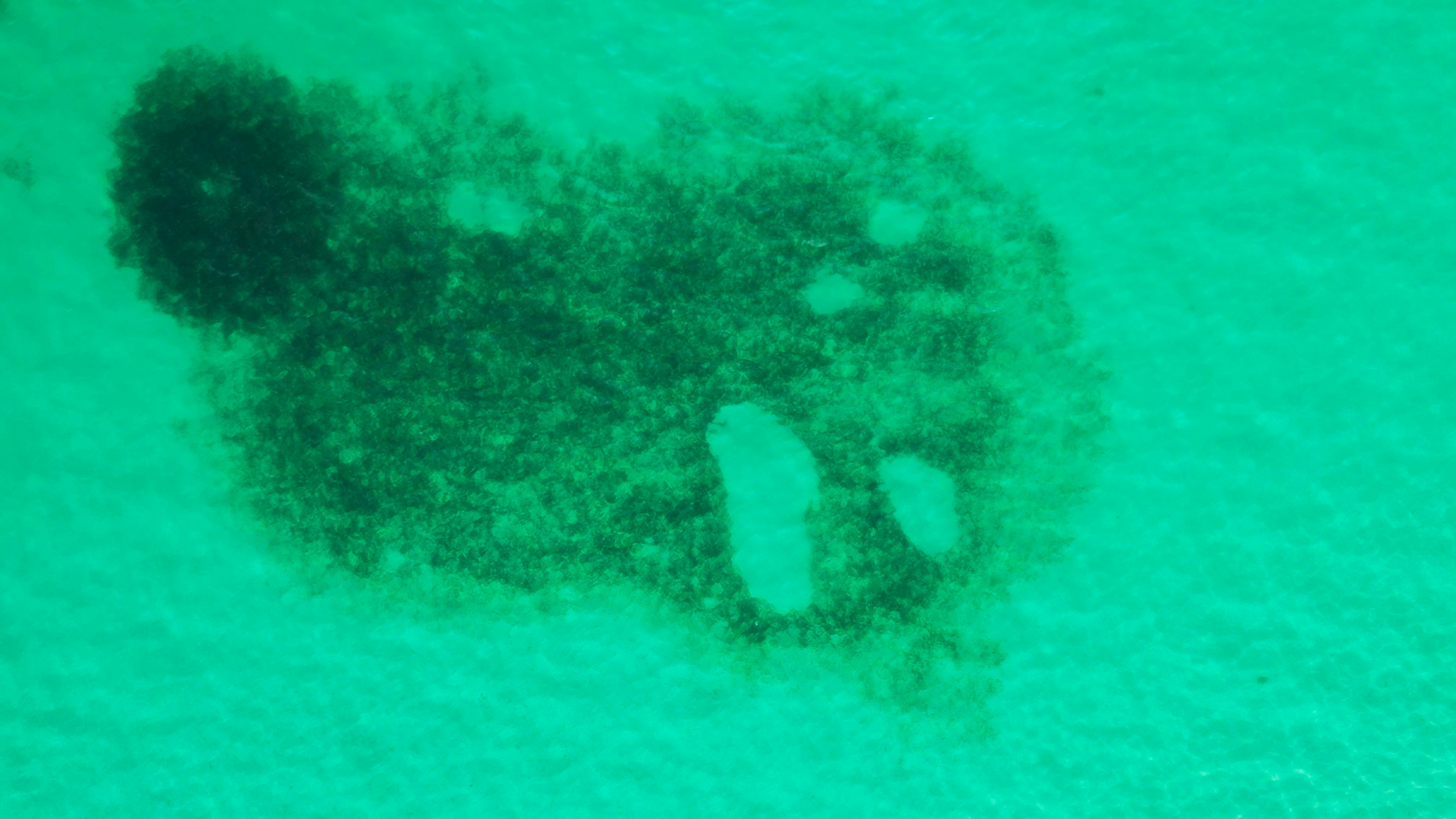 Dark green fuzzy stain on a light green background.