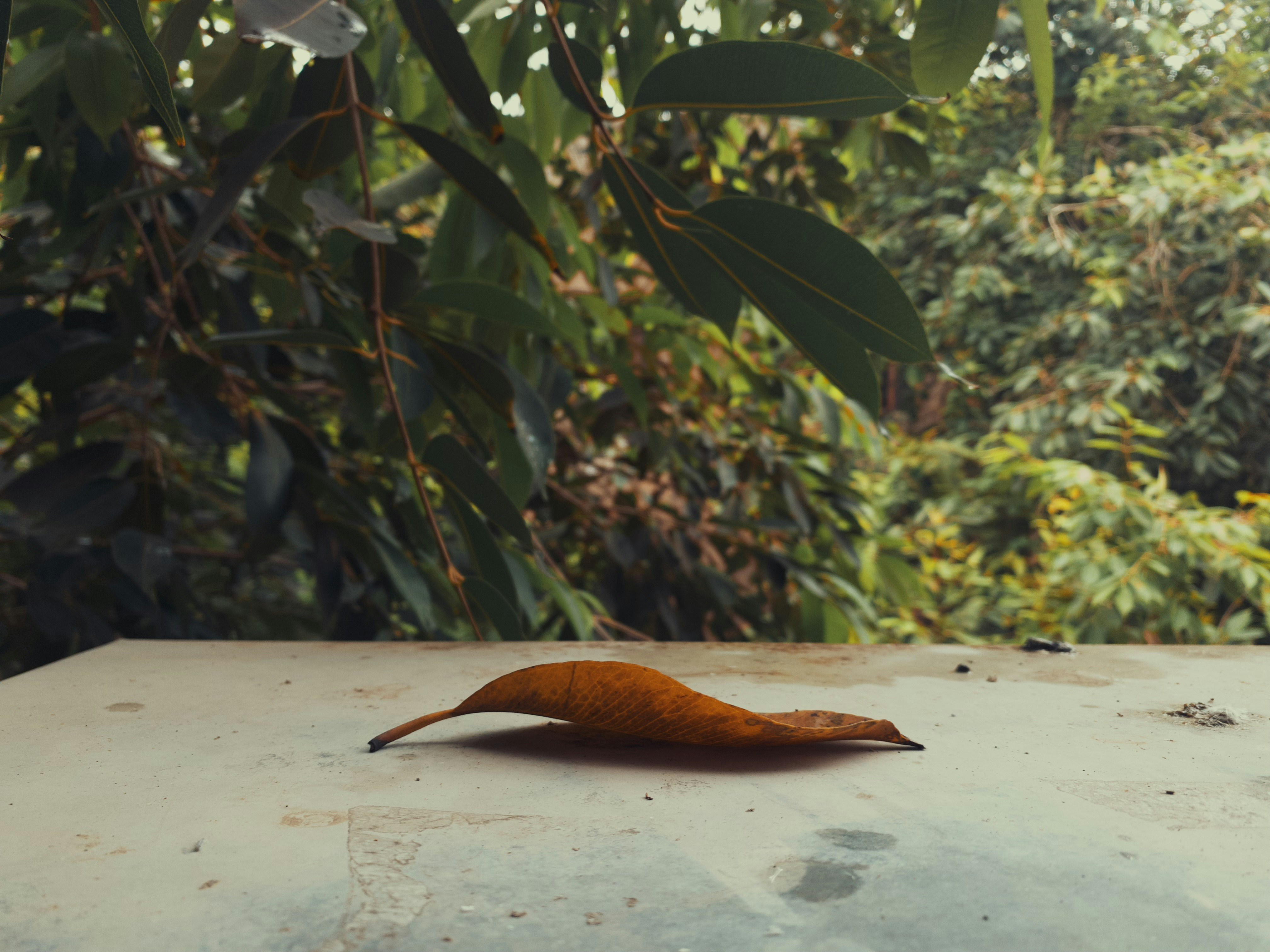 Dried orange leaf on a light surface, green foliage background.