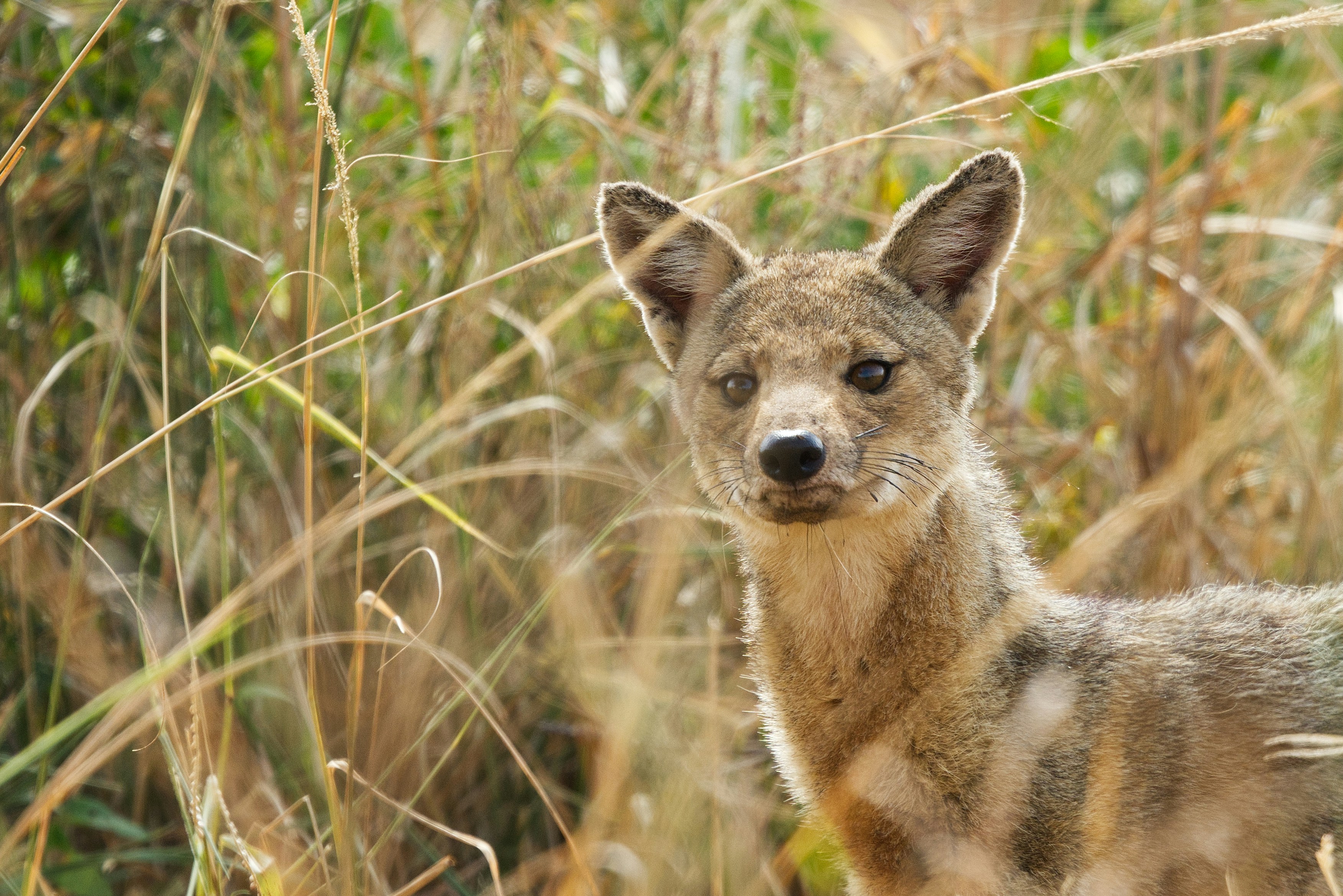 Un chacal doré regarde intensément depuis de hautes herbes sèches.