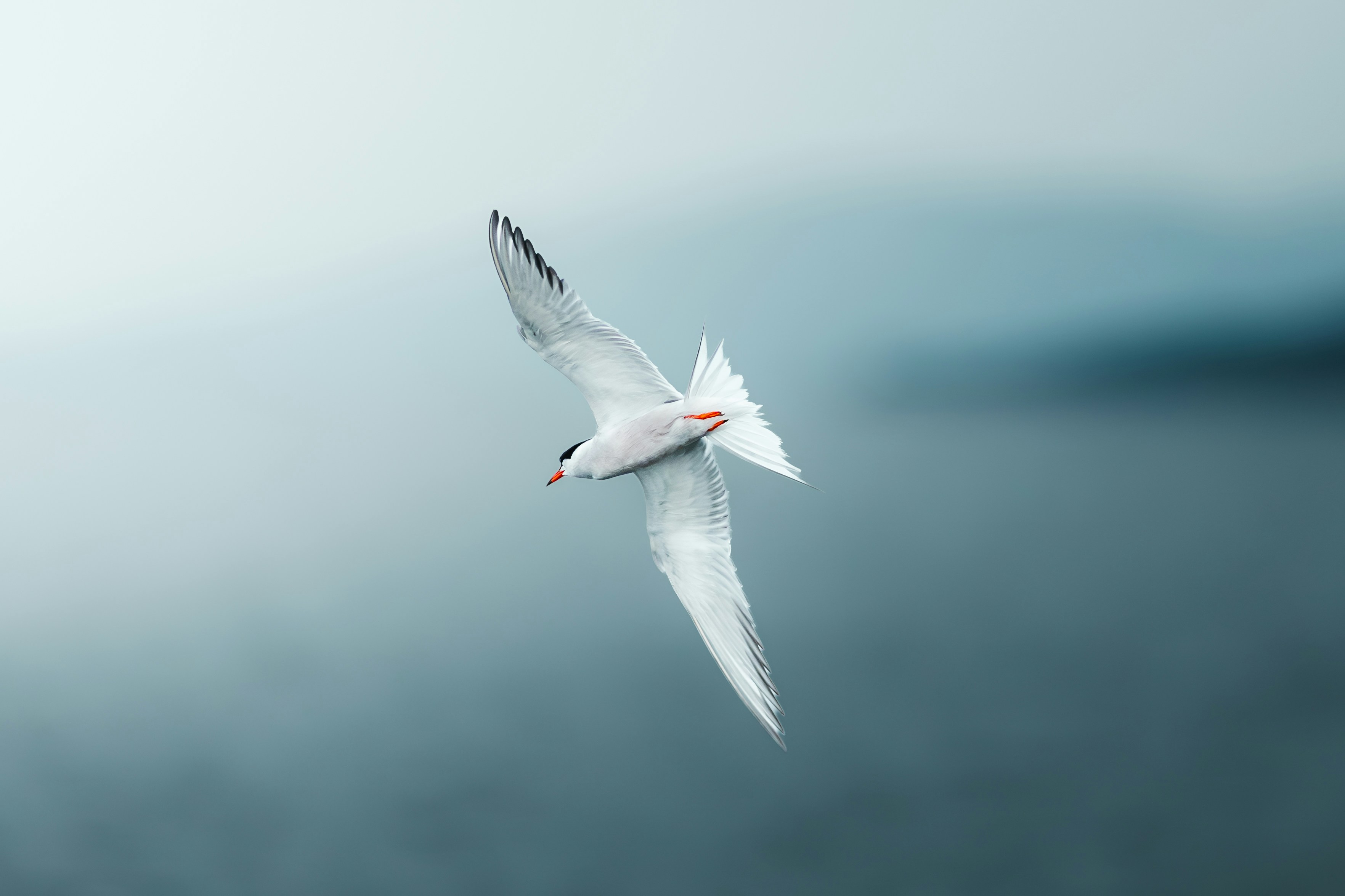 Seattle Divorce Legal Representation