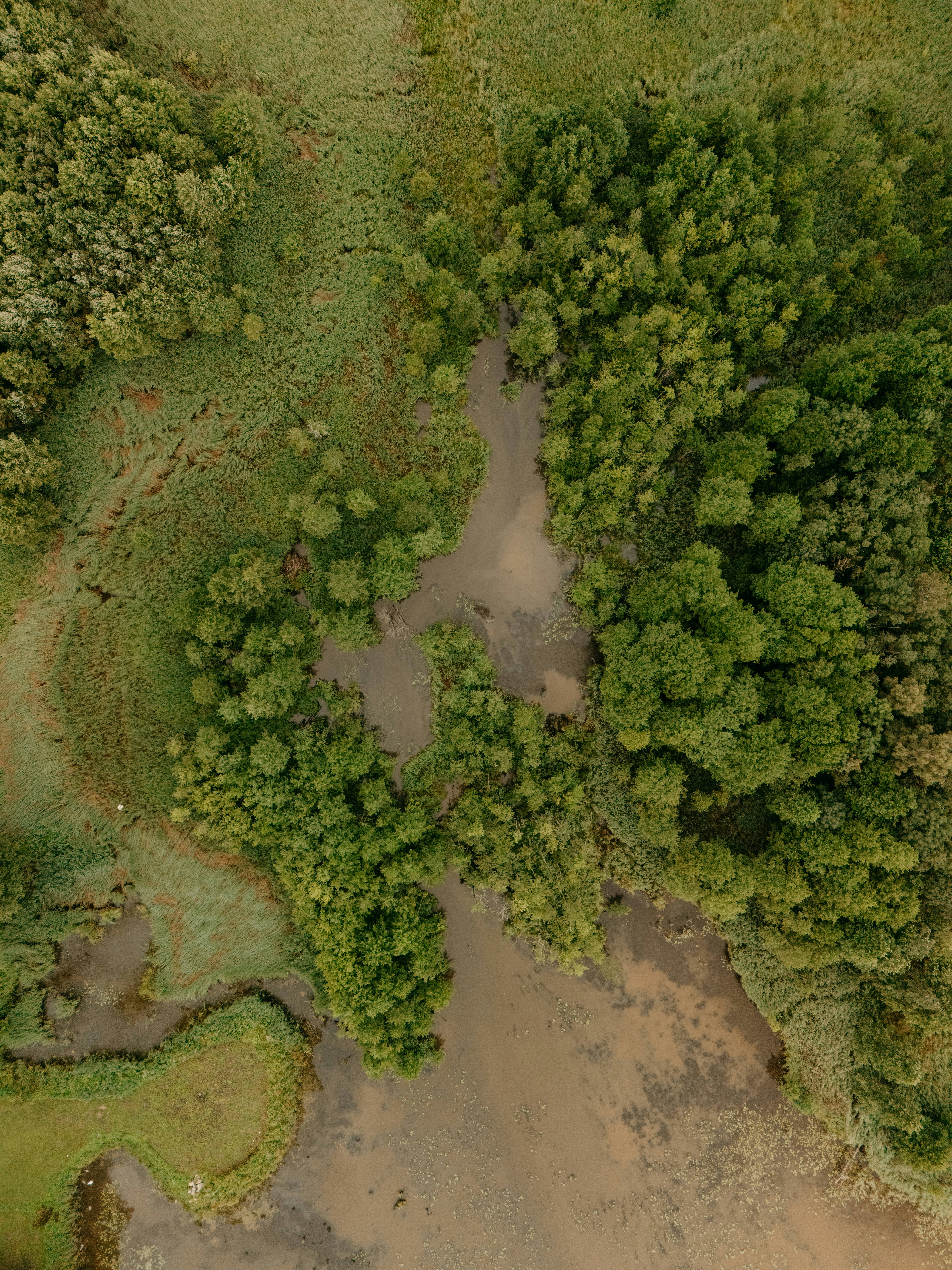 Aerial view of green trees, grass, and muddy water