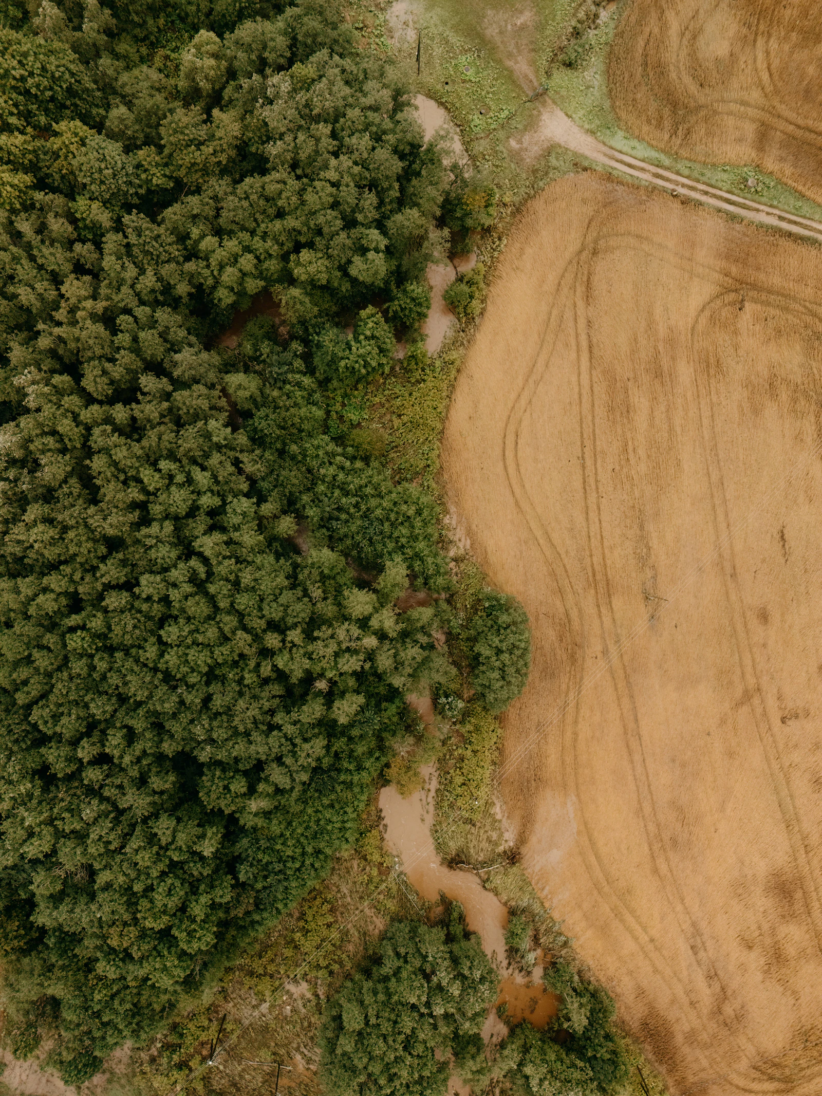 Aerial view of land bordering forest