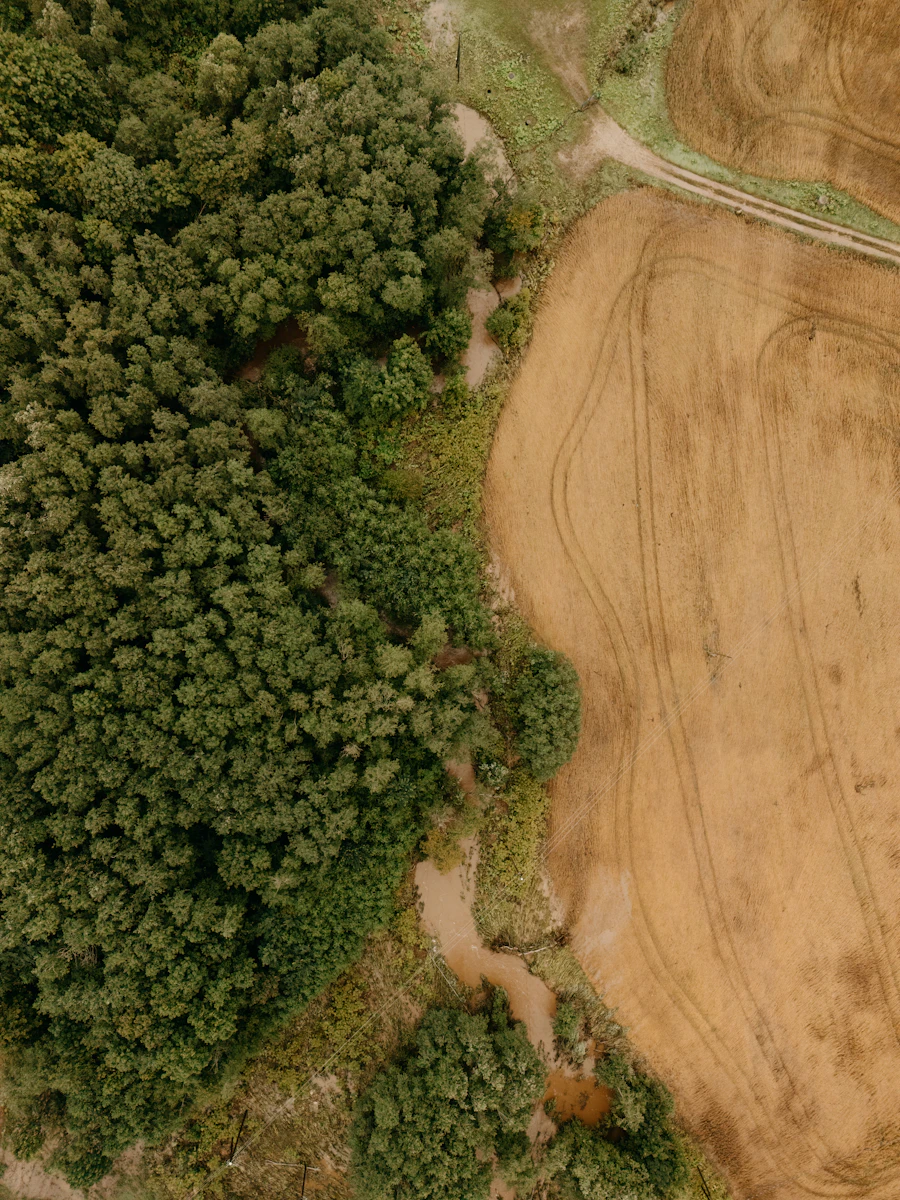 Aerial view of land bordering forest