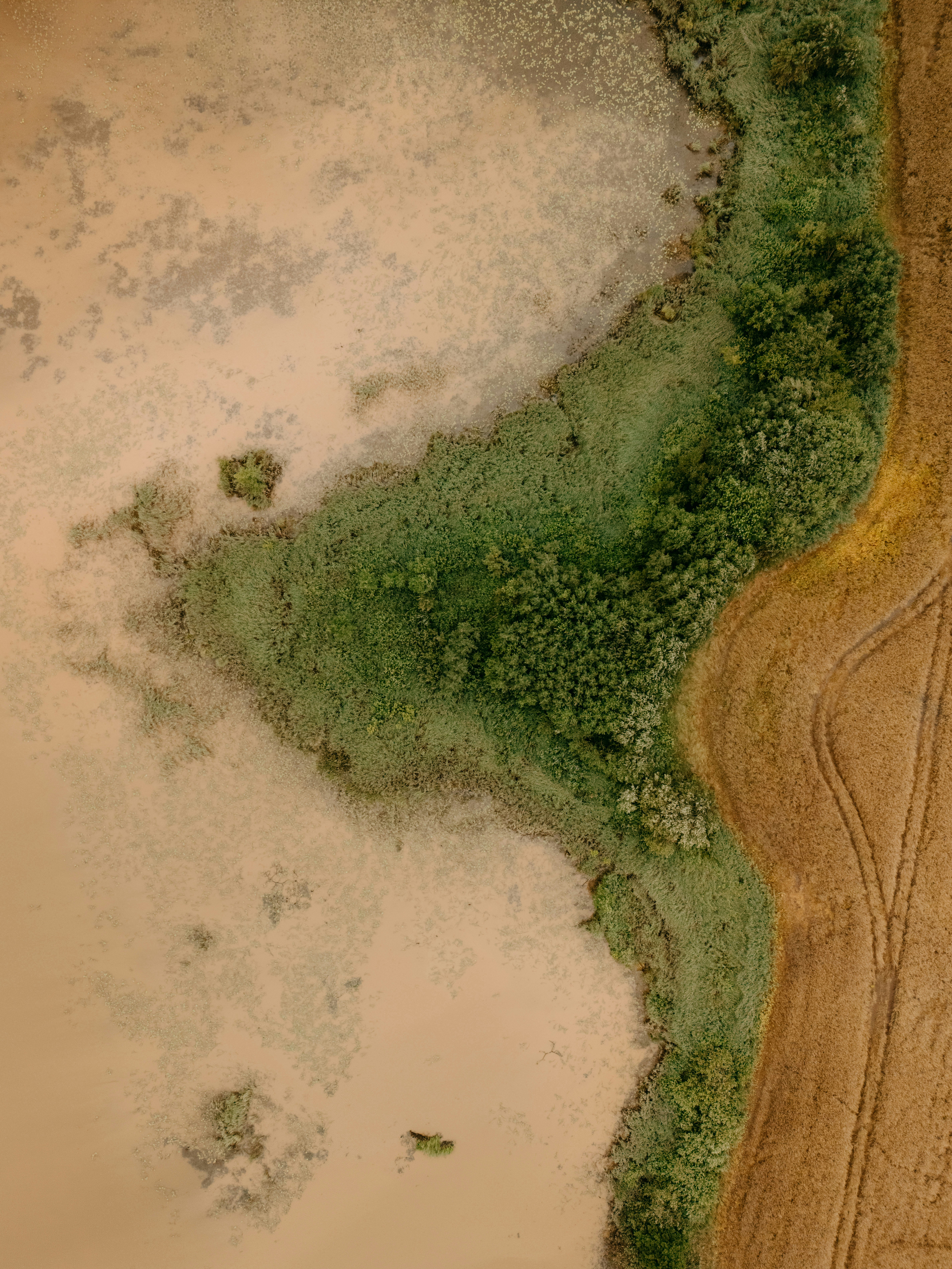 Muddy water meets green vegetation and a brown field