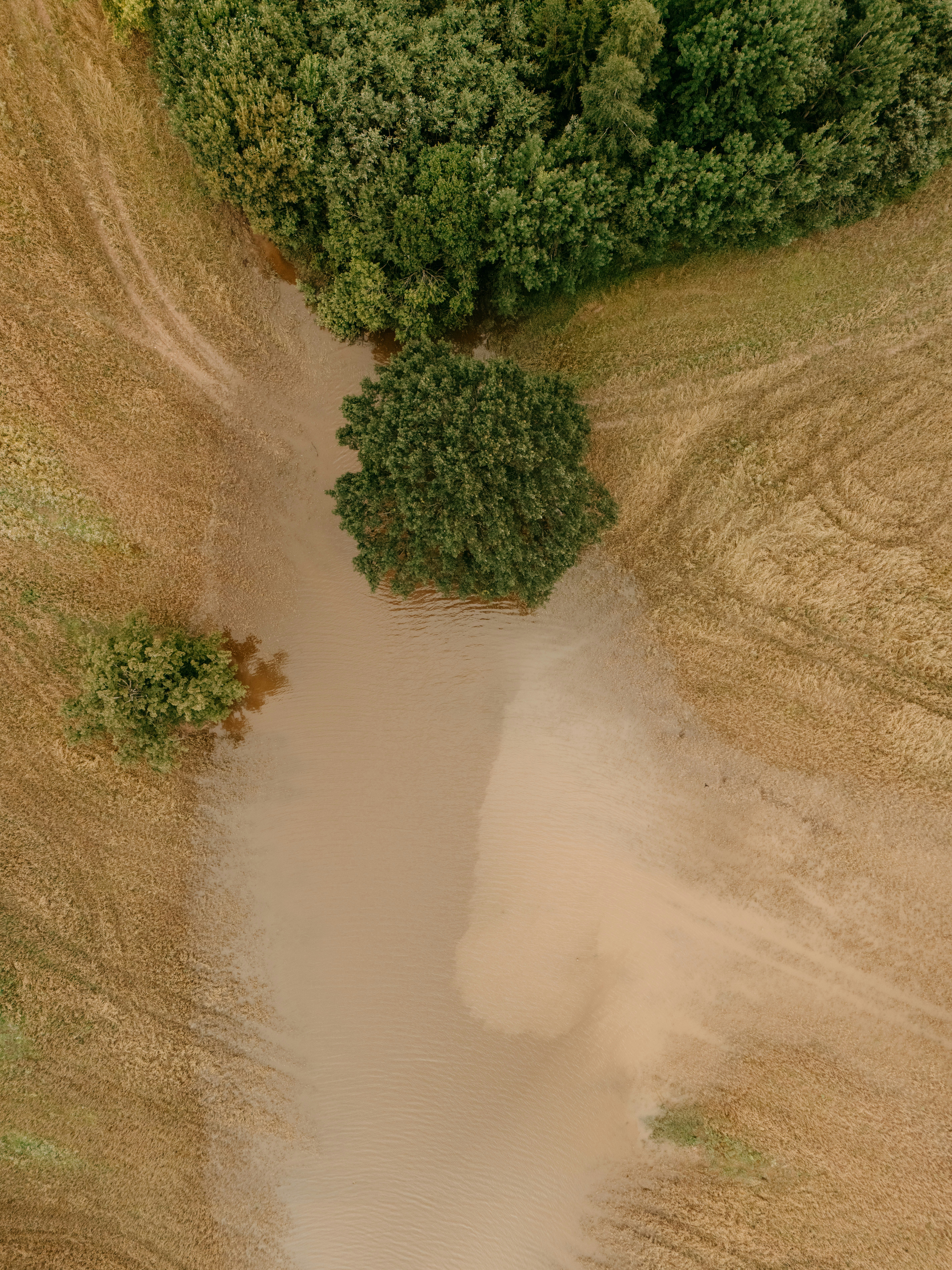 Large dust cloud in a dry field with green trees