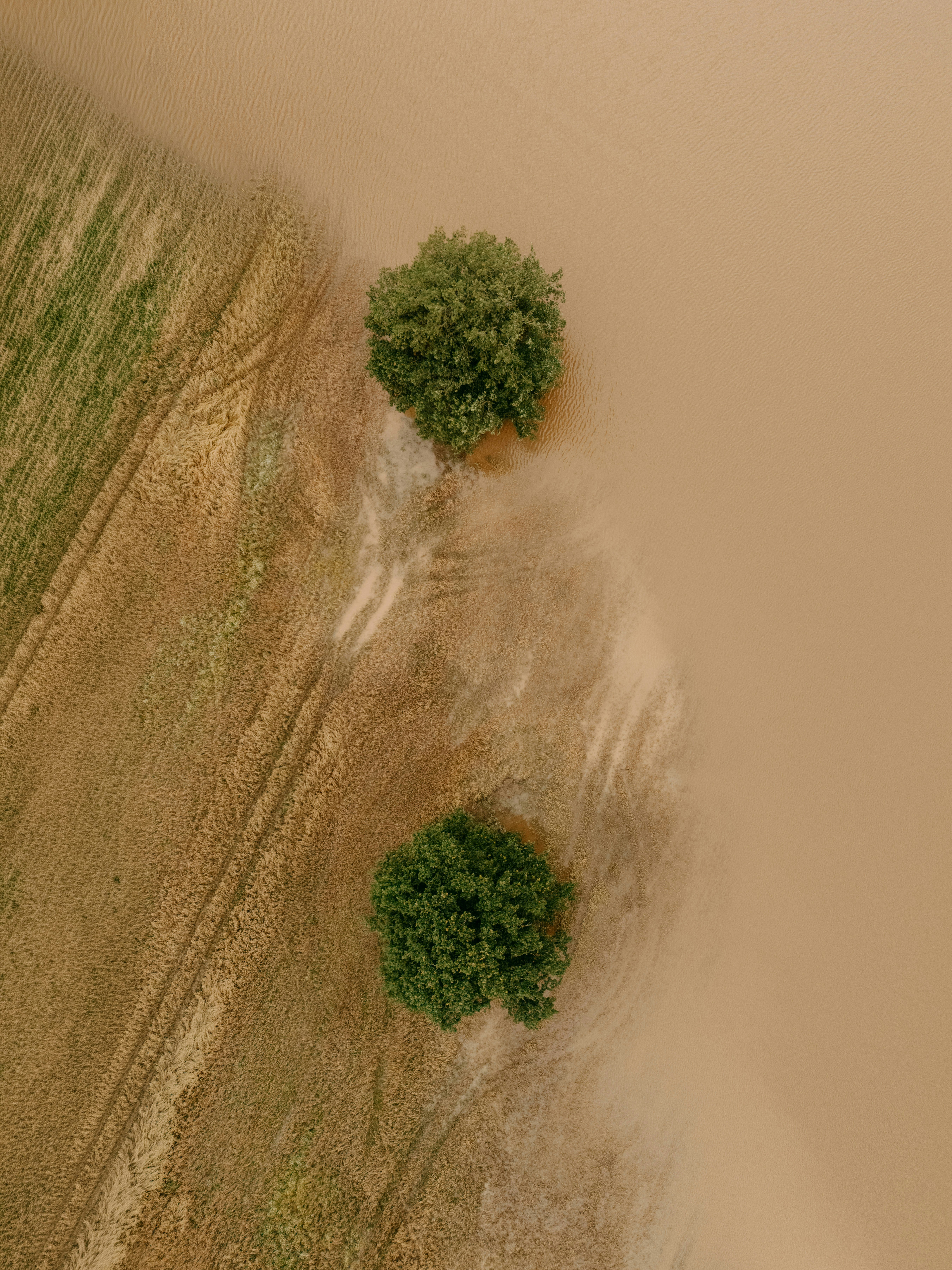 Two green trees stand in a dry agricultural field