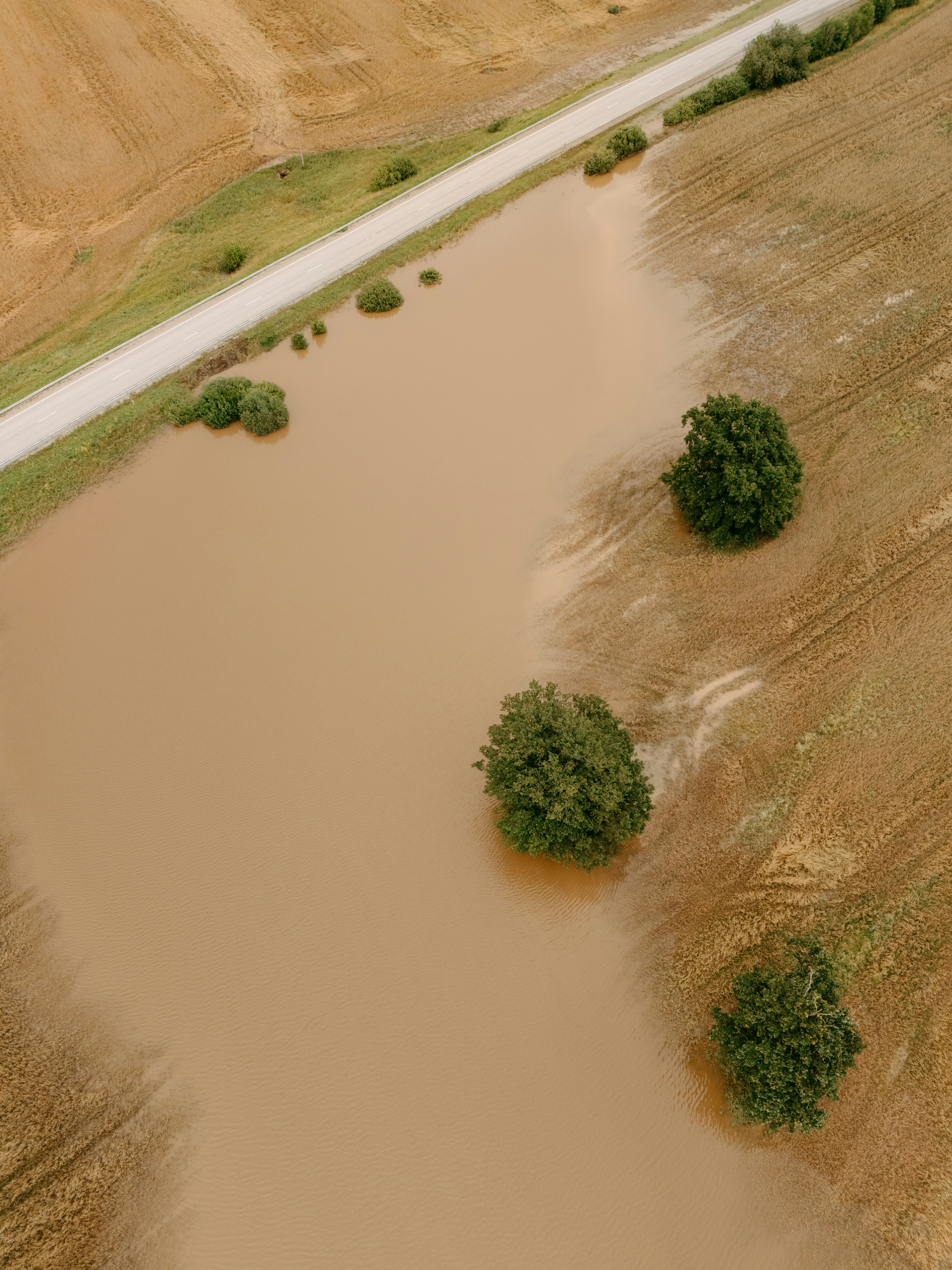 Flooded field with a road and three trees