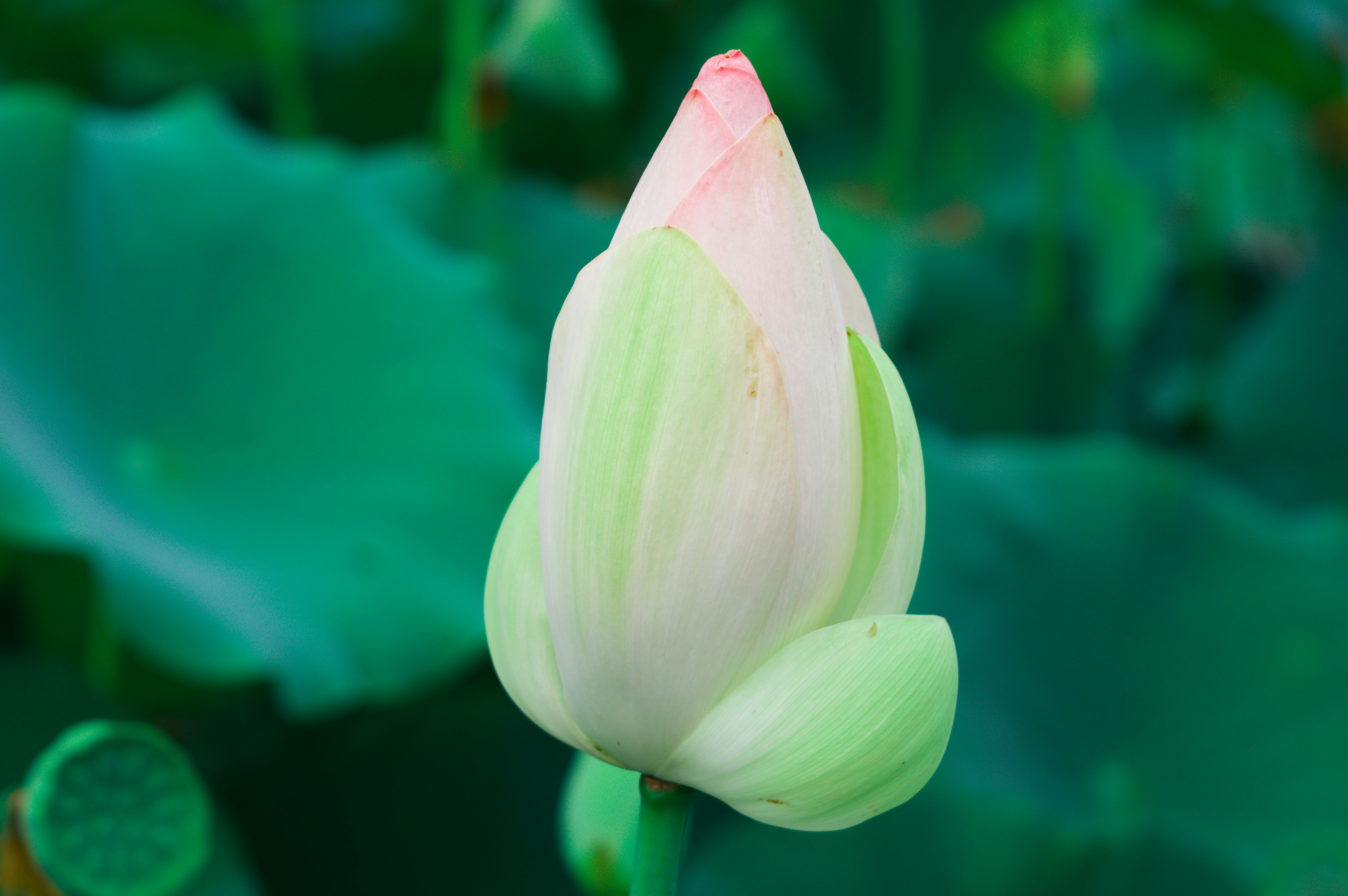 A beautiful pink and green lotus bud against green leaves