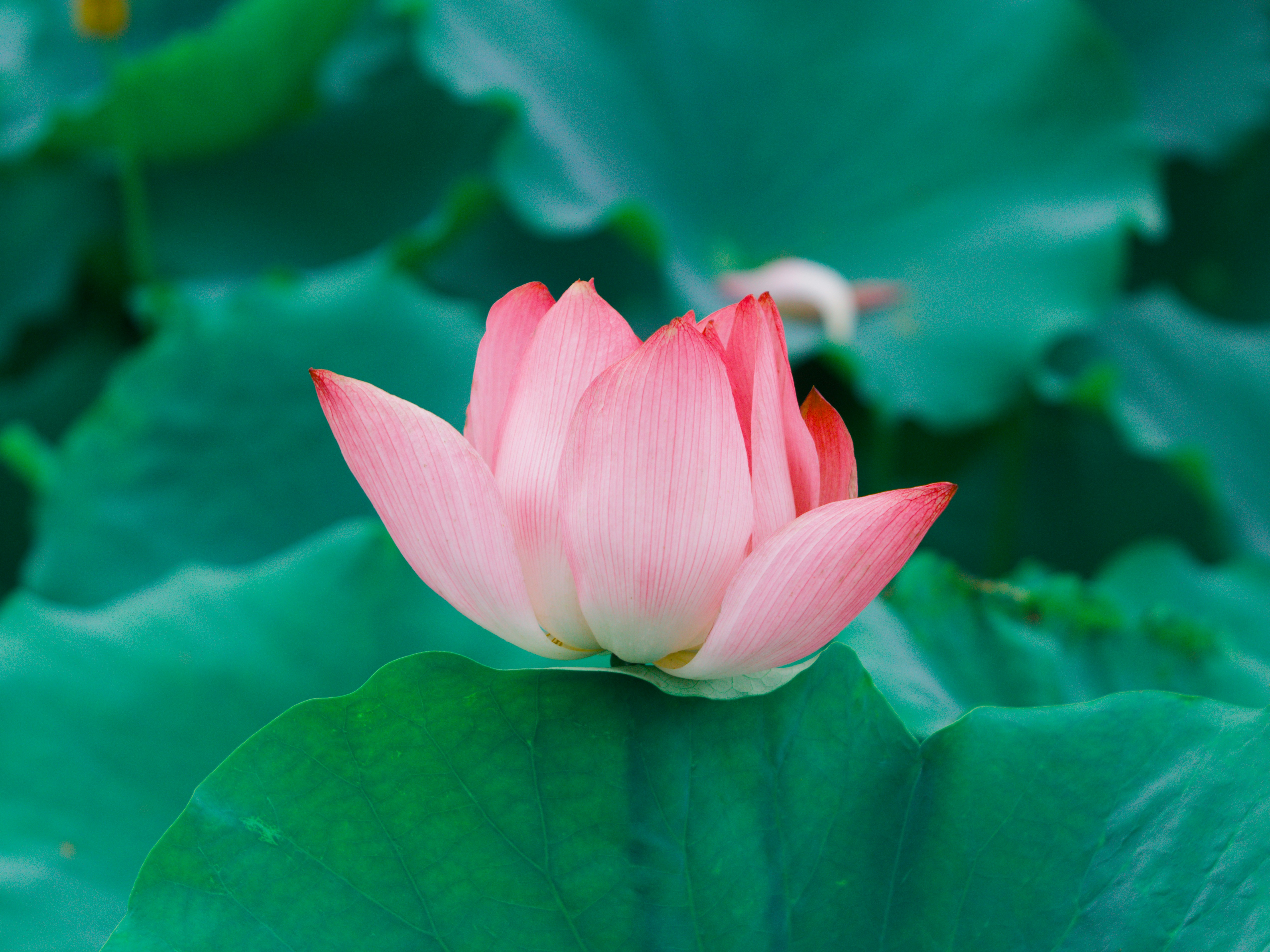 A beautiful pink lotus flower resting on a green leaf