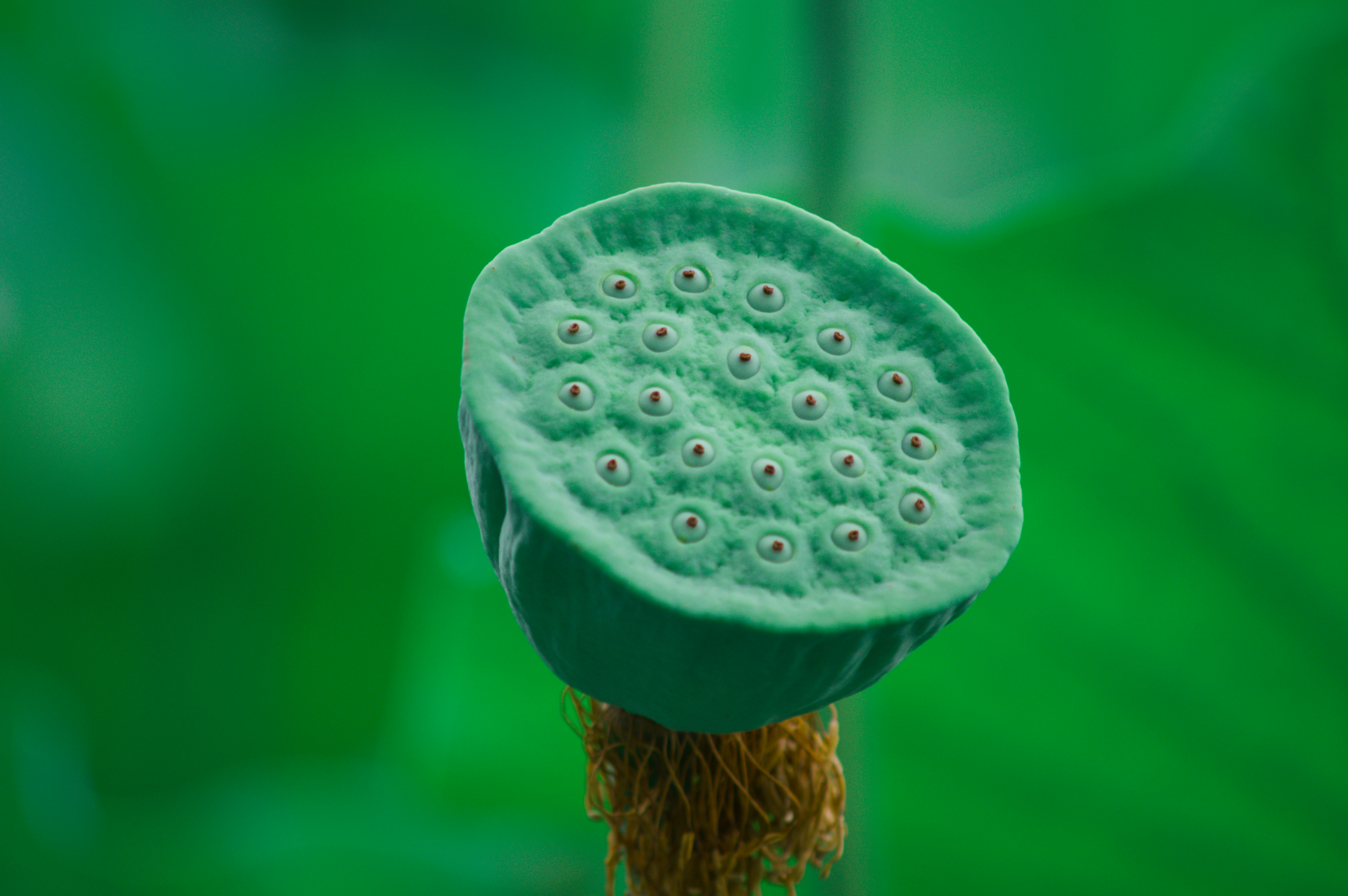 A green lotus seed pod against a blurred background