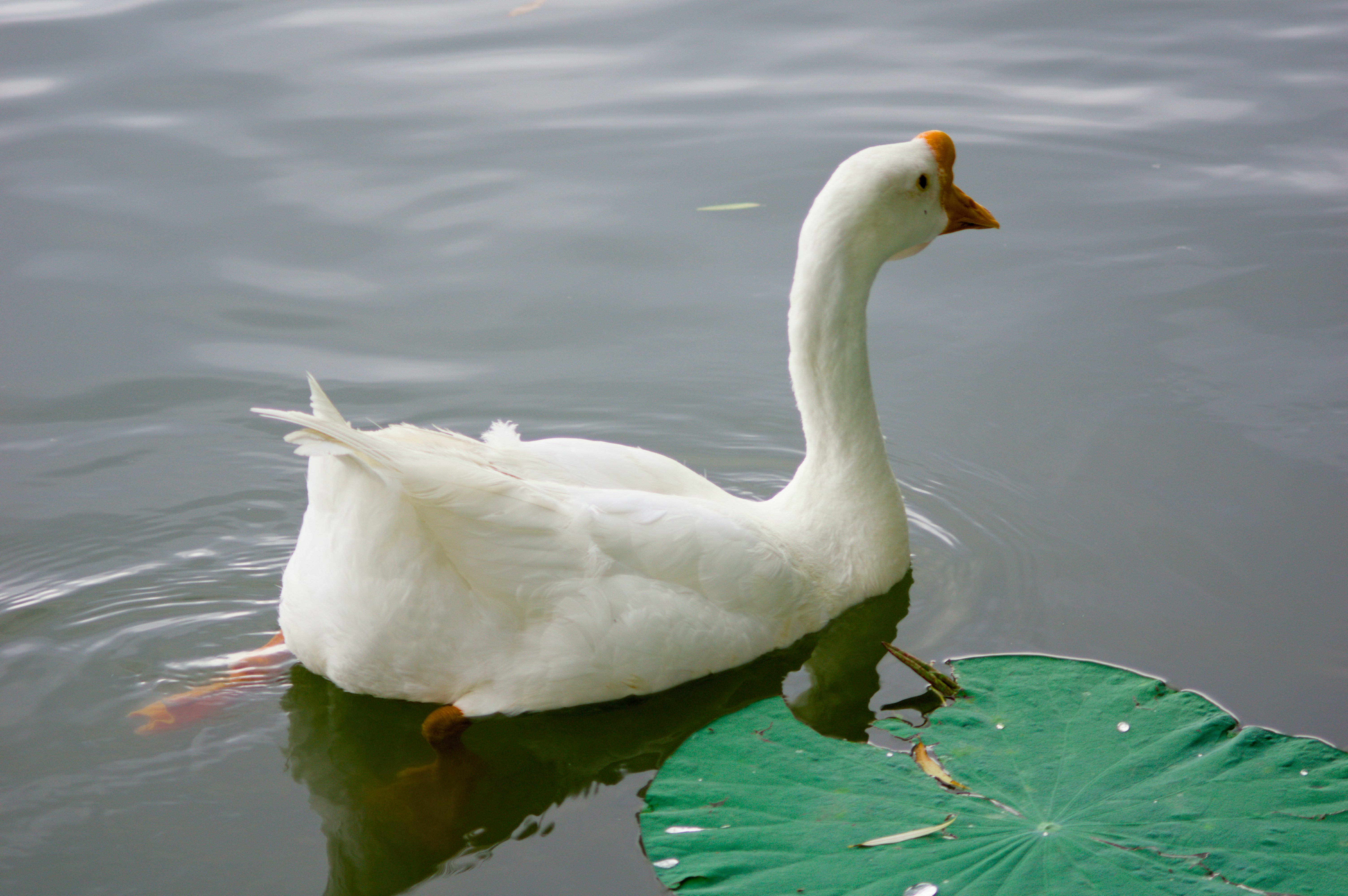 A white goose swims next to a green lily pad