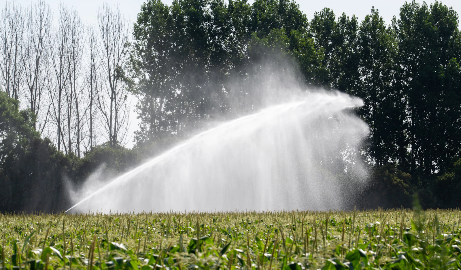 Système d'irrigation en fonctionnement dans une parcelle