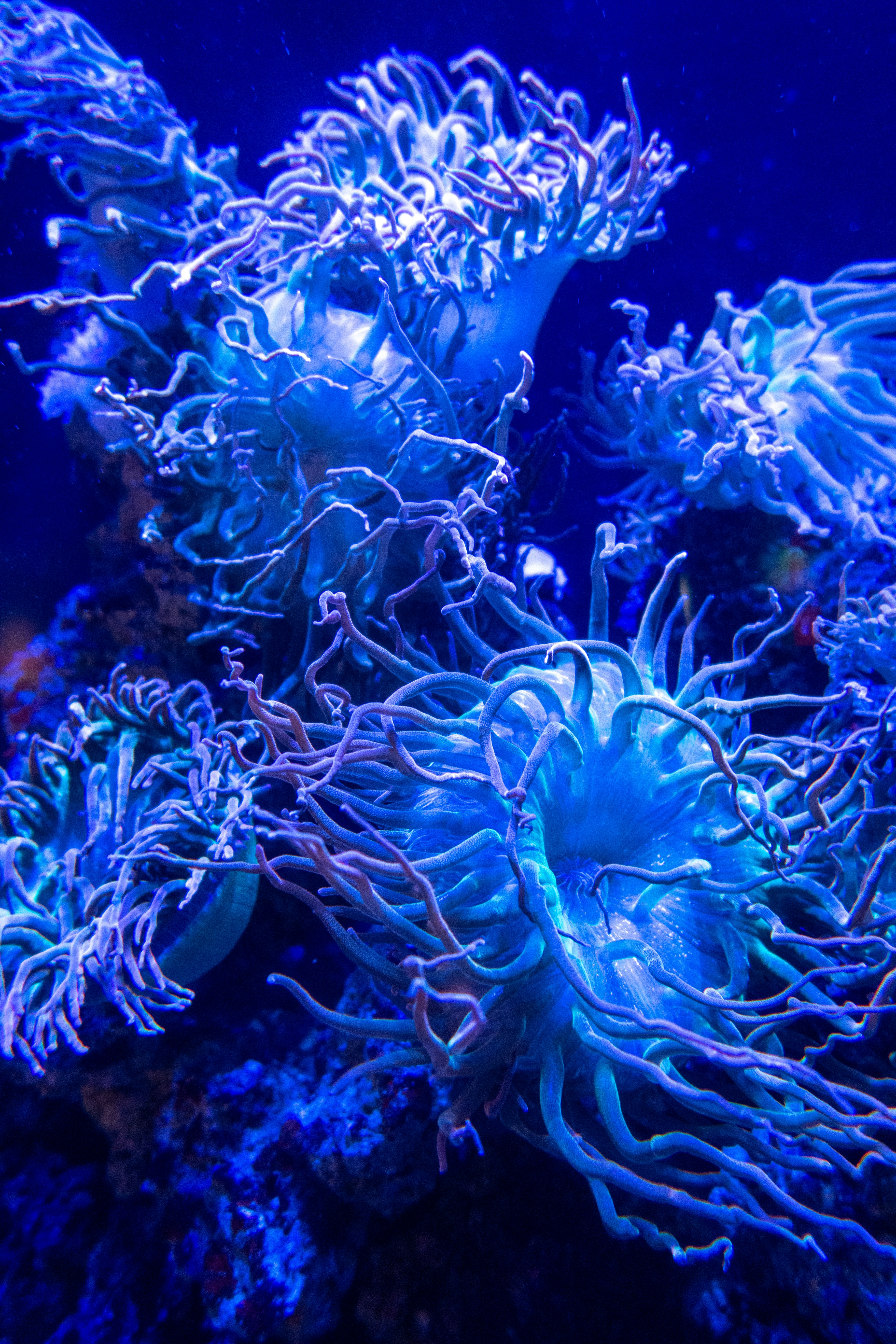 Vibrant blue sea anemones with long tentacles underwater.