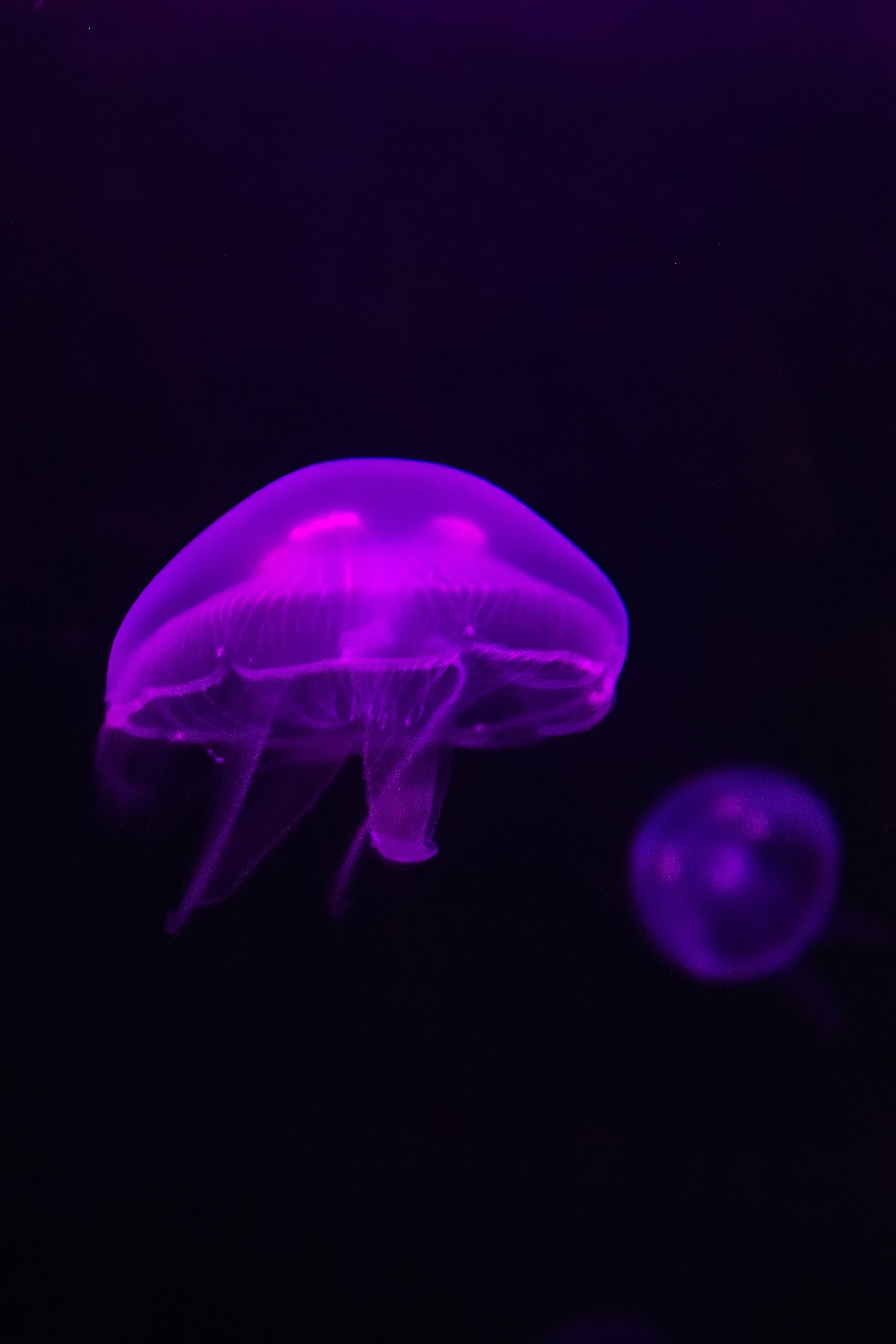 Two vibrant purple jellyfish glow in dark water.