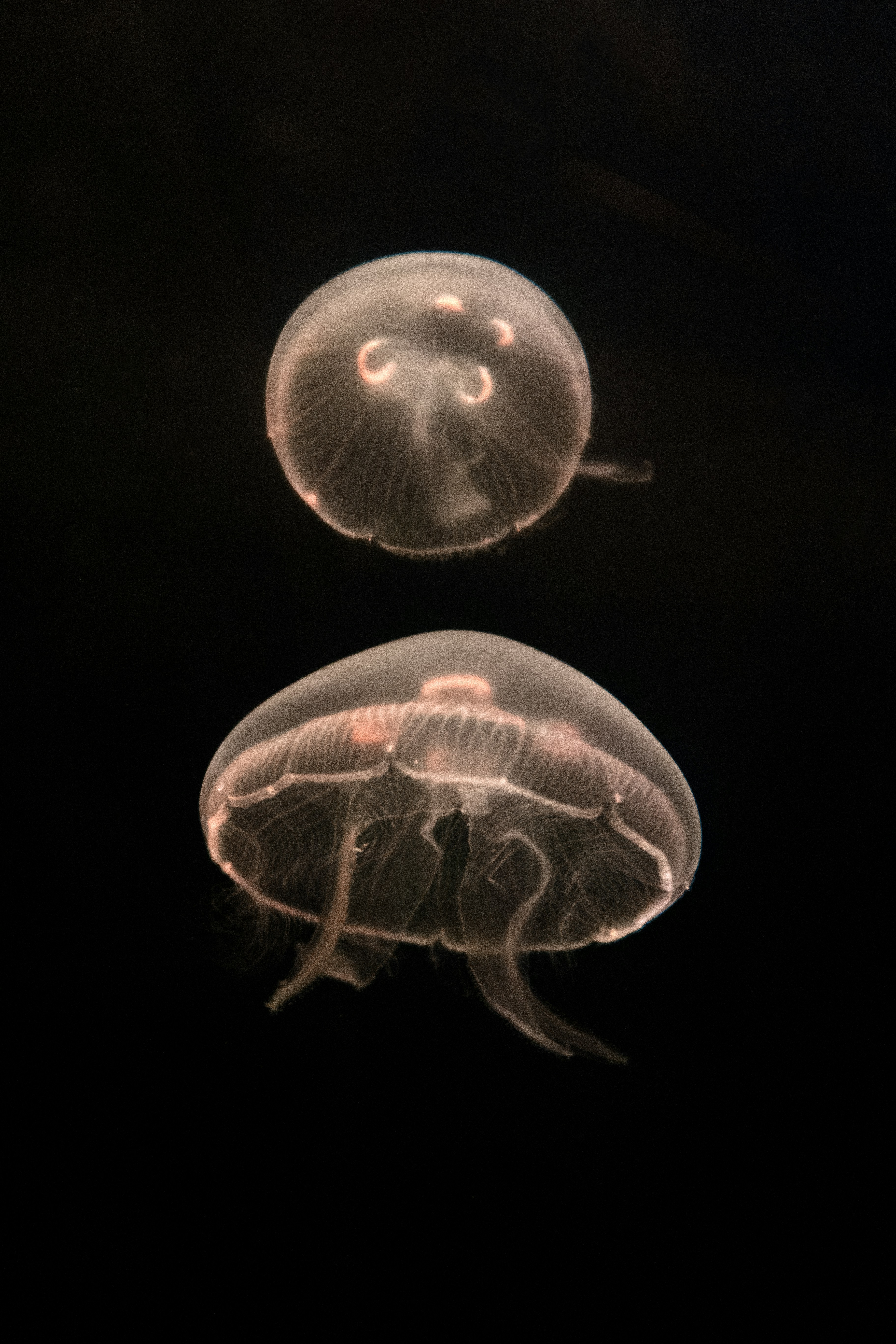 Two translucent jellyfish swim gracefully in dark water.