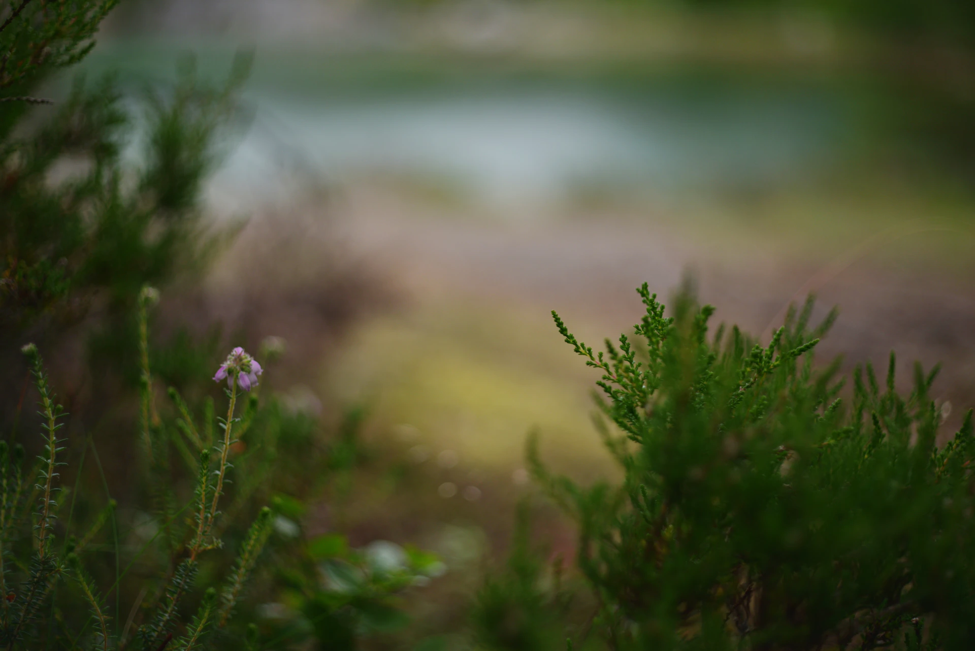 Delicate flower and green foliage in a soft, natural environment
