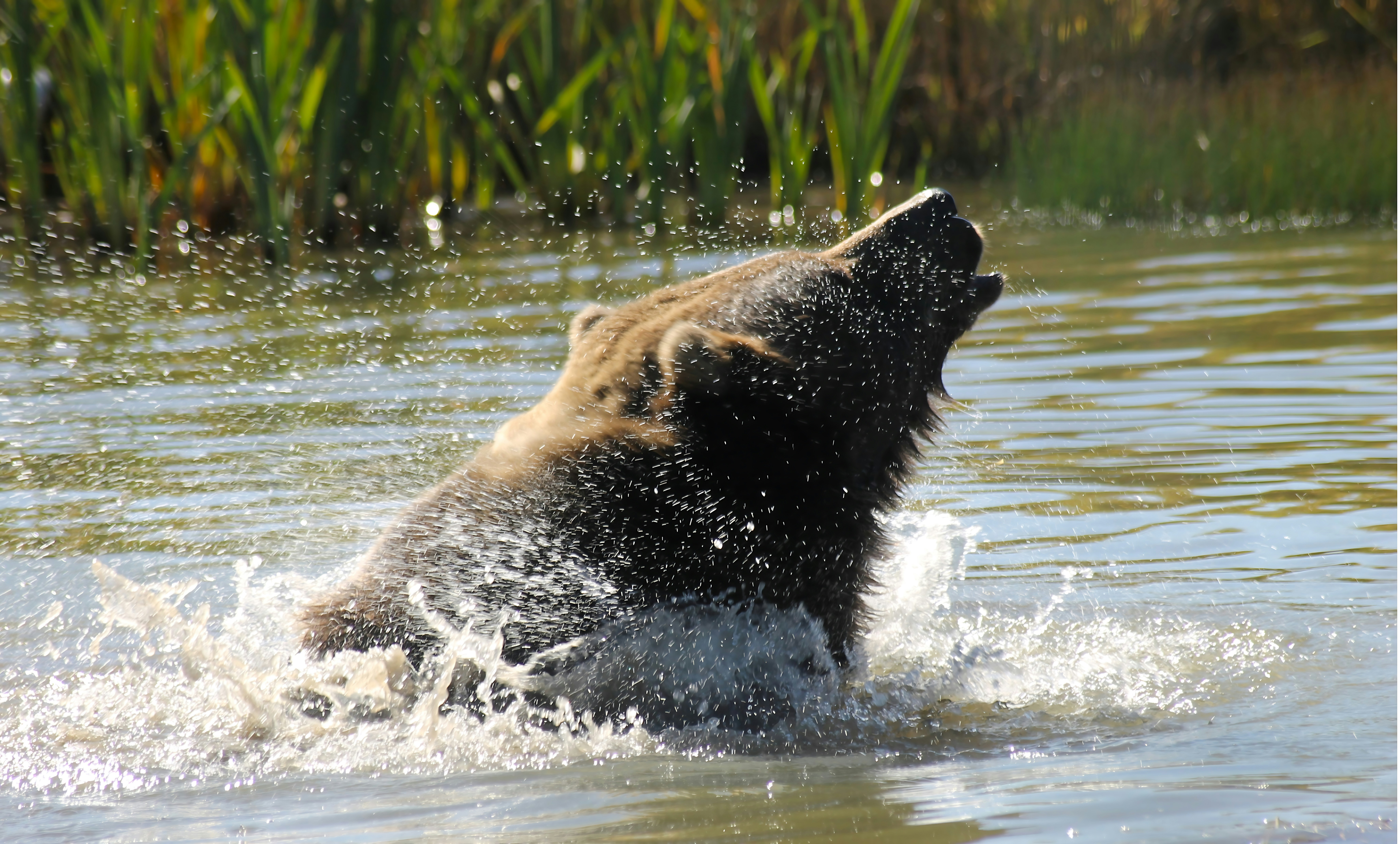 Brown bear splashing in water with mouth open