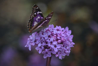 Butterfly with patterned wings perches on a purple flower cluster.