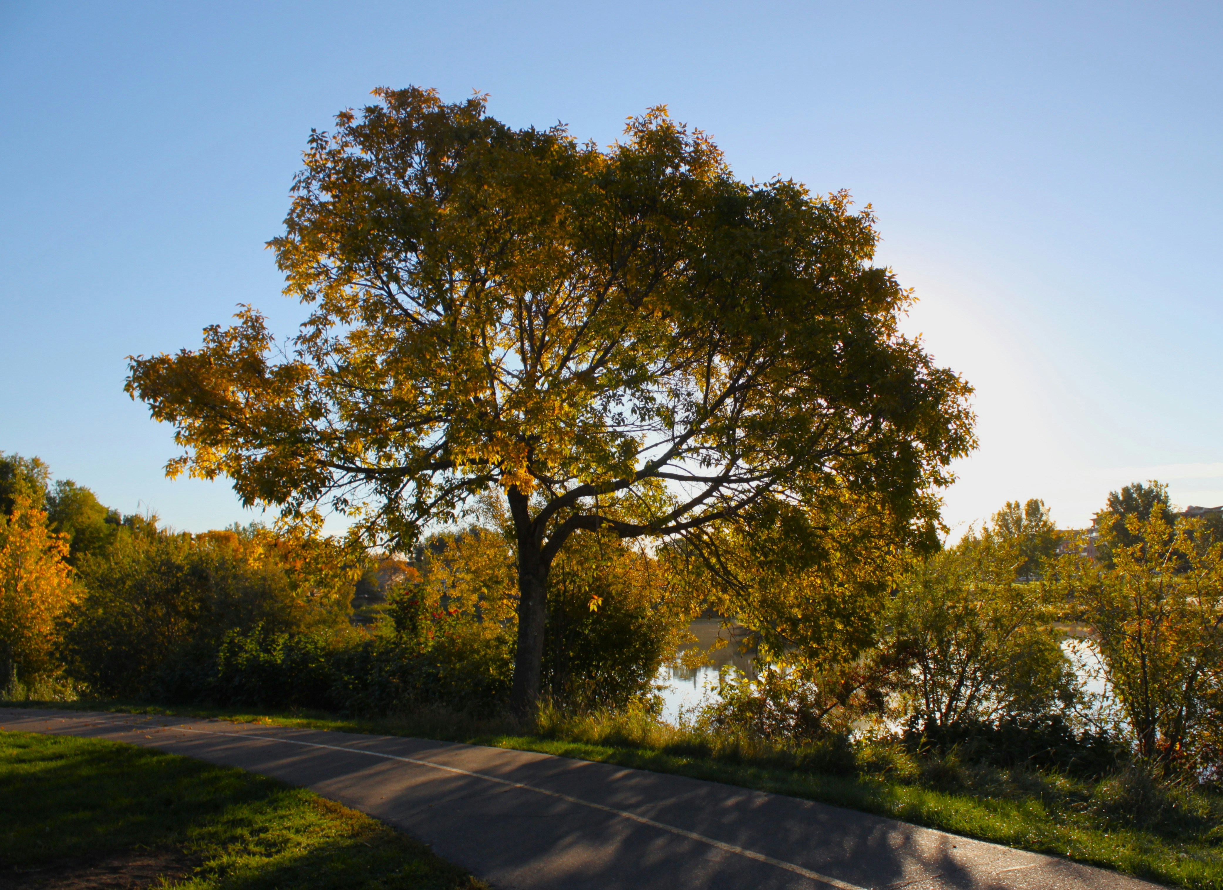 Golden tree beside a winding path and water