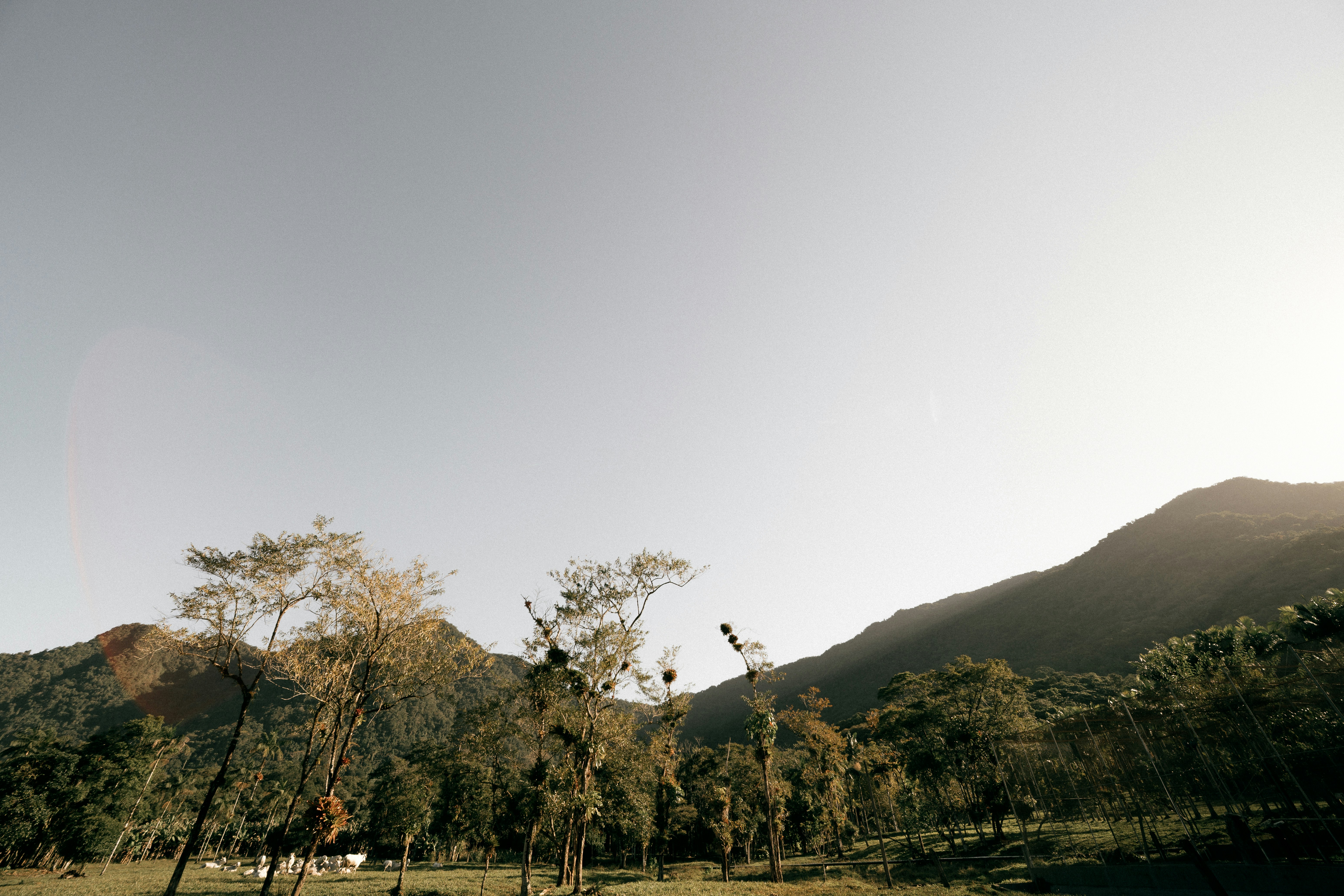 Mountains and trees under a clear sky at sunset.