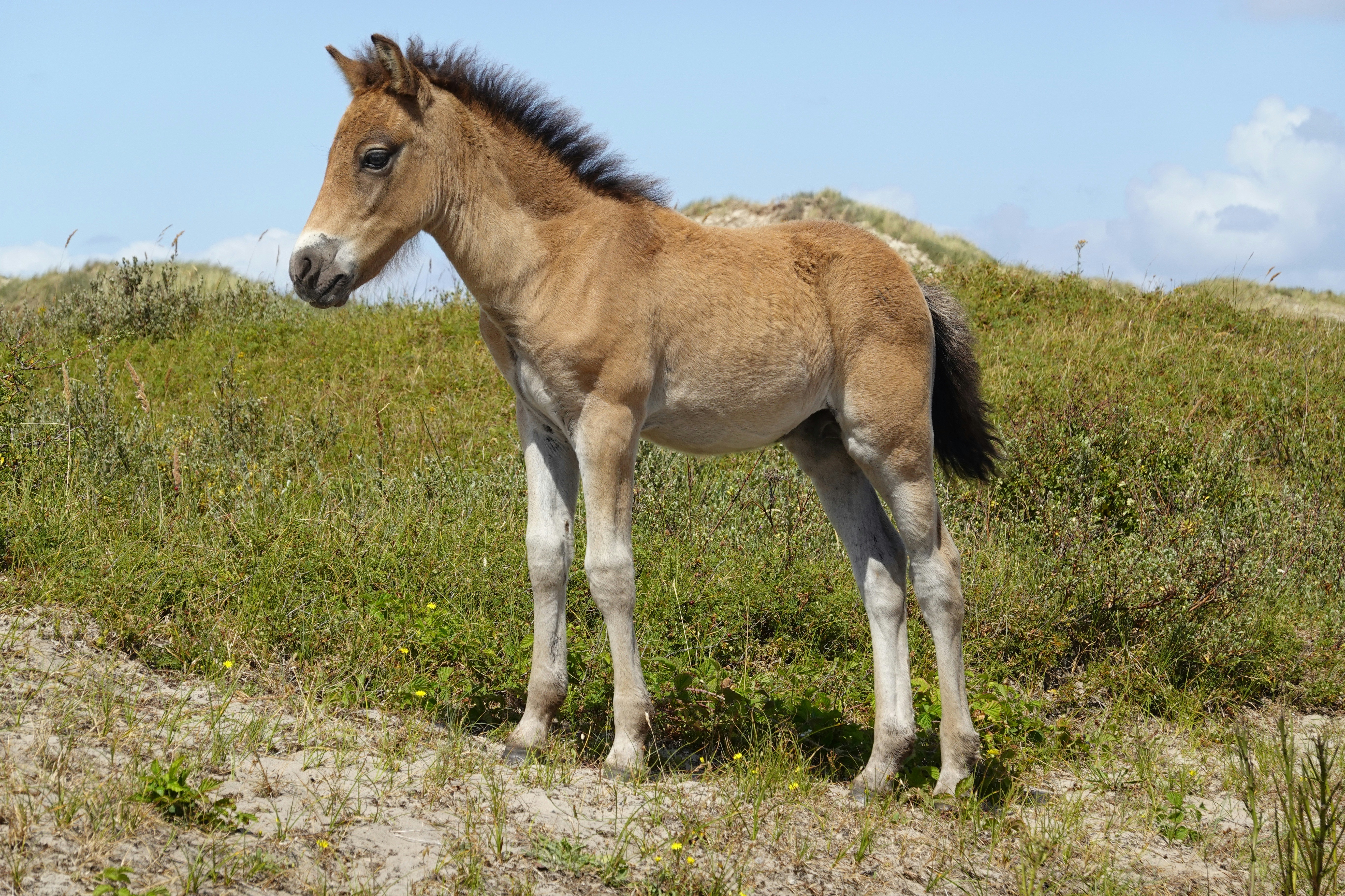 A young brown foal stands on grassy dunes.