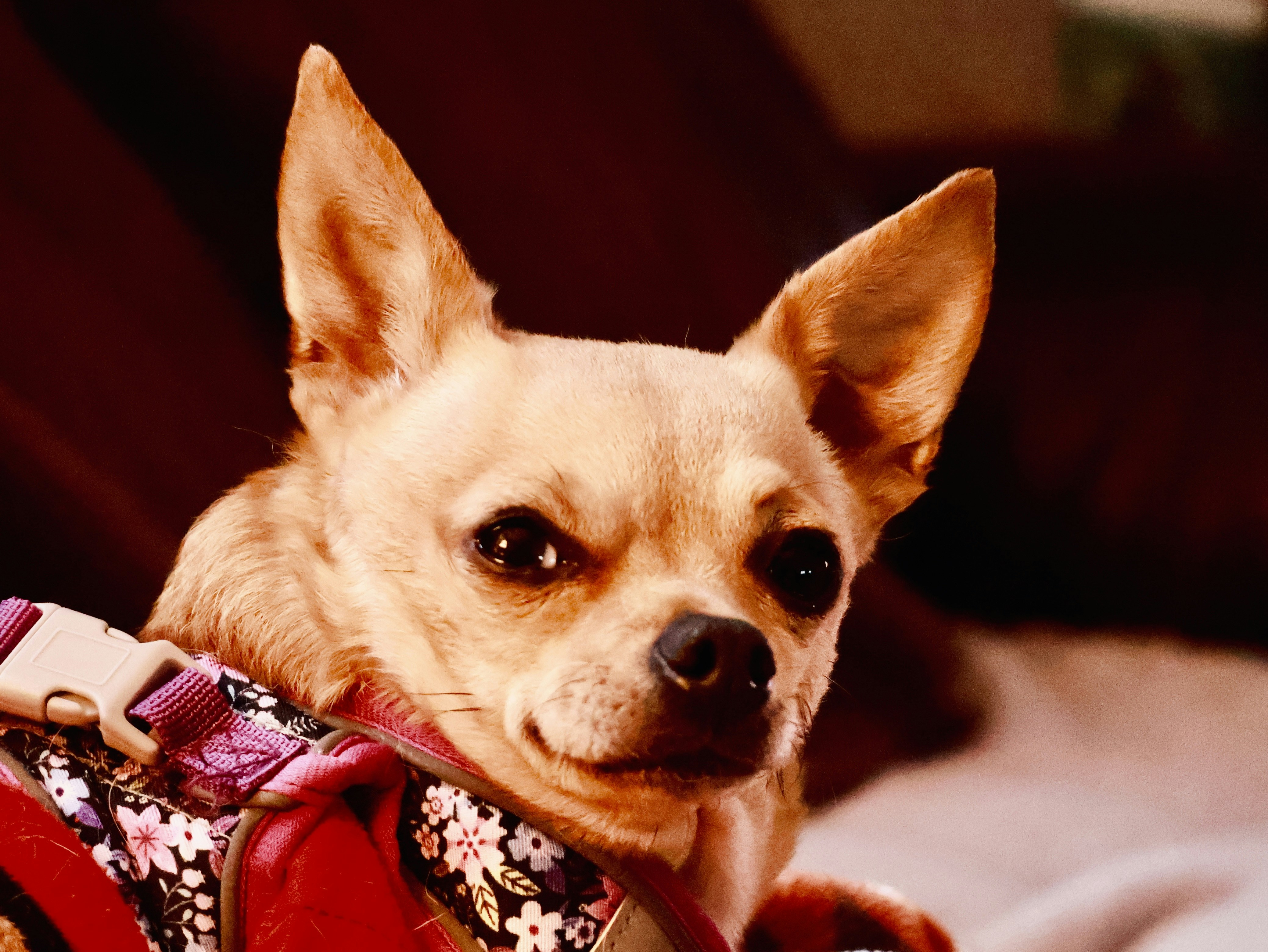 Chihuahua with large ears close-up