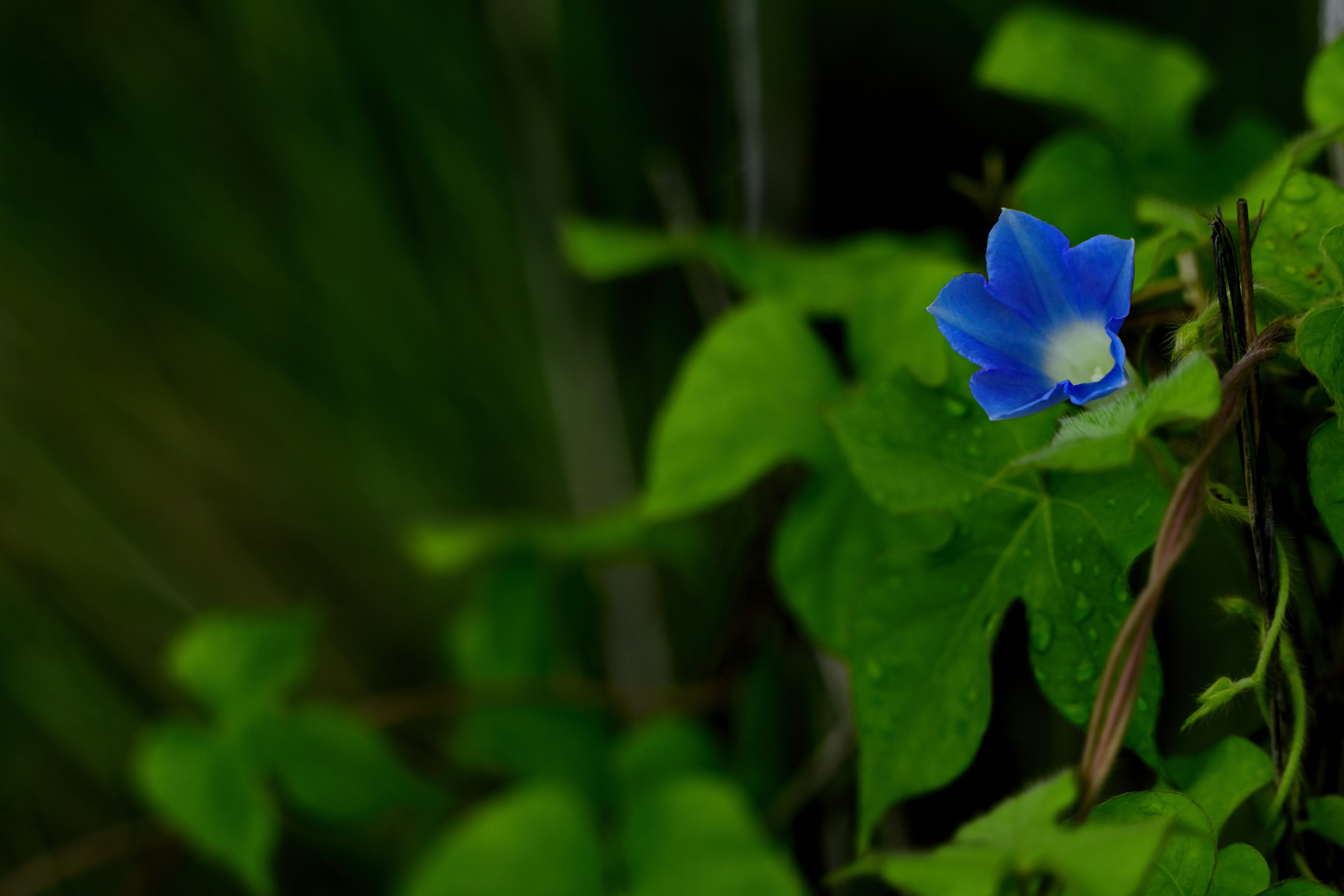 Blaue Morgenblüte mit grünen Blättern und Wassertropfen