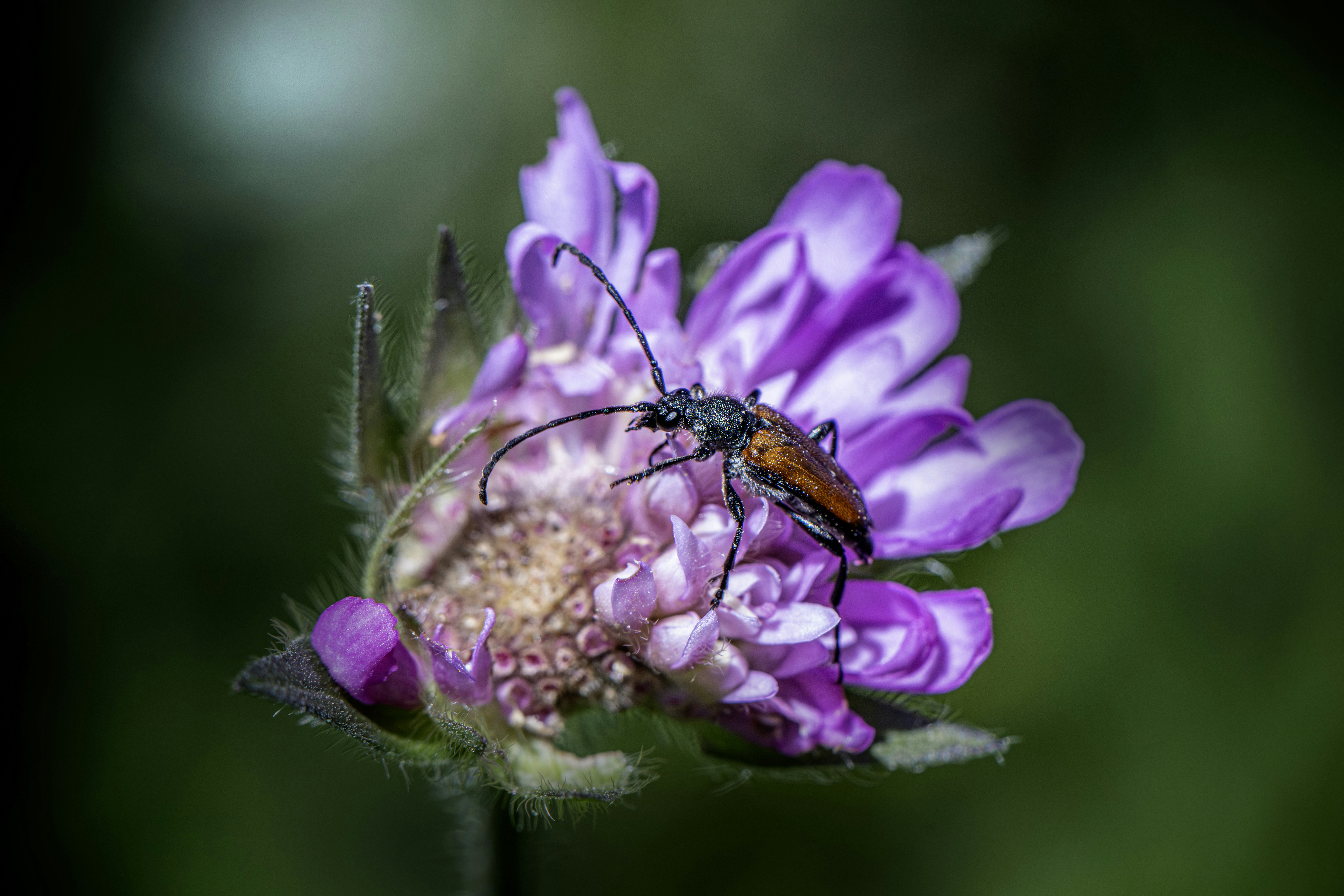 A longhorn beetle rests on a vibrant purple scabious flower.