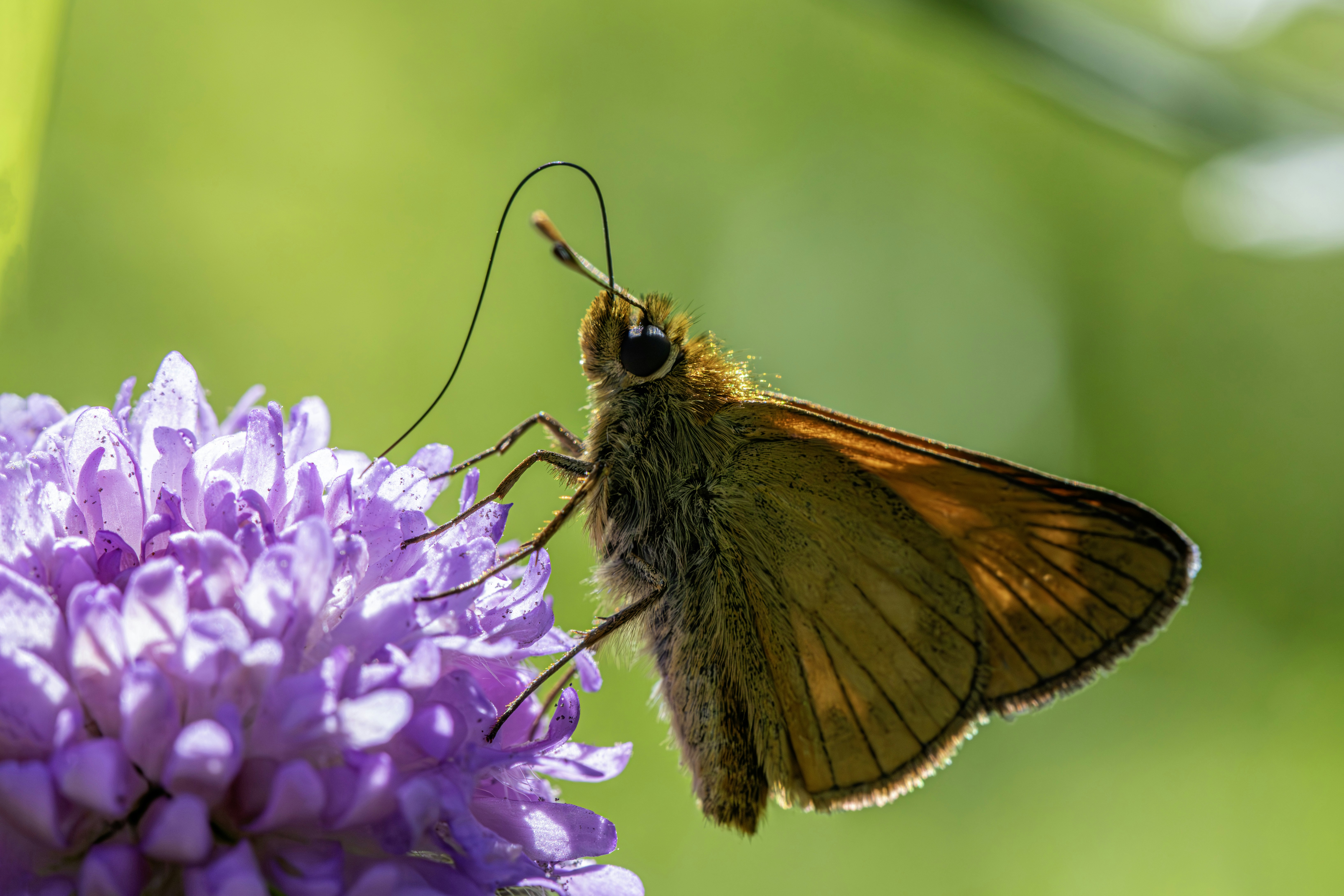 A brown butterfly rests on a vibrant purple flower.