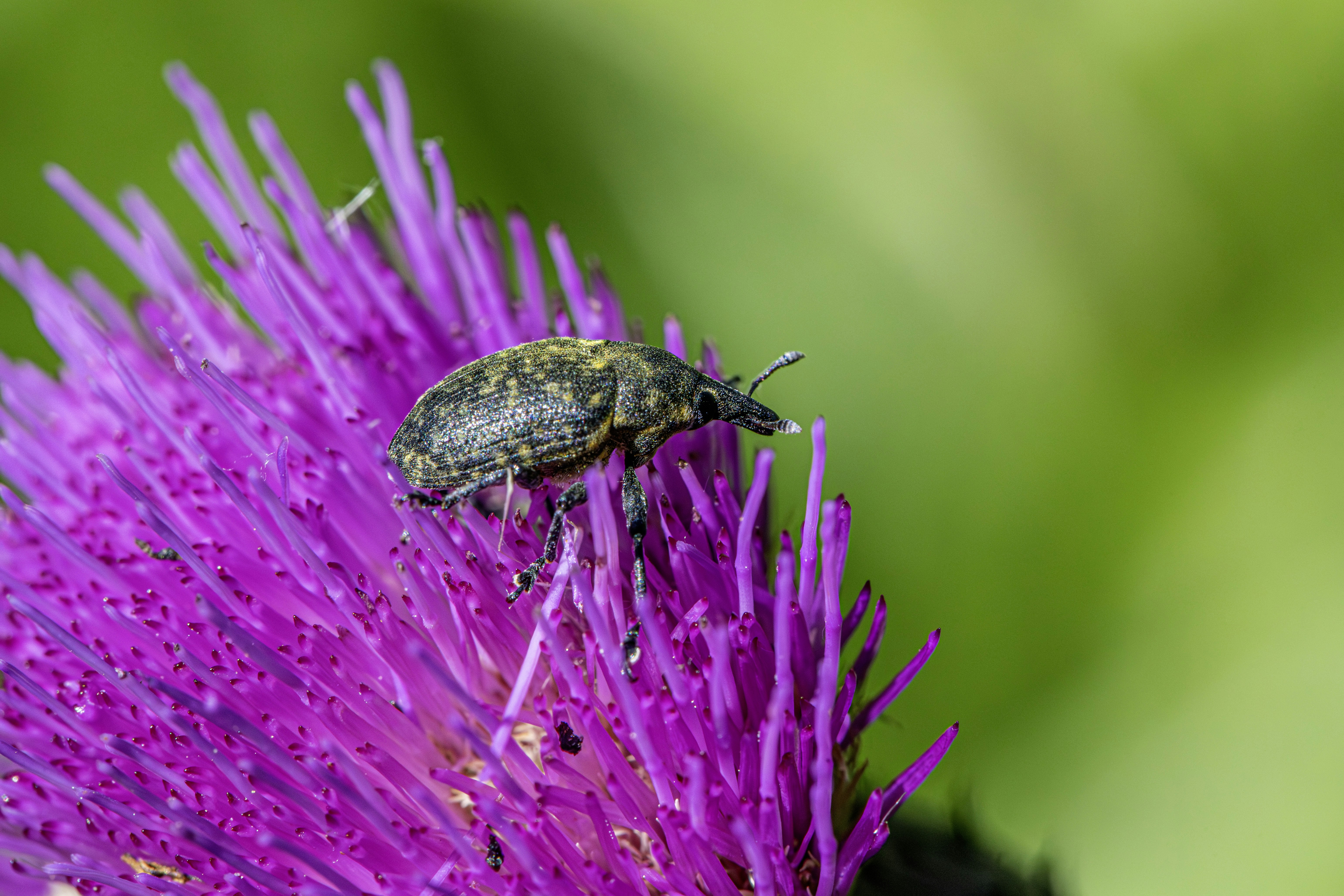 A small weevil rests on a vibrant purple thistle flower.