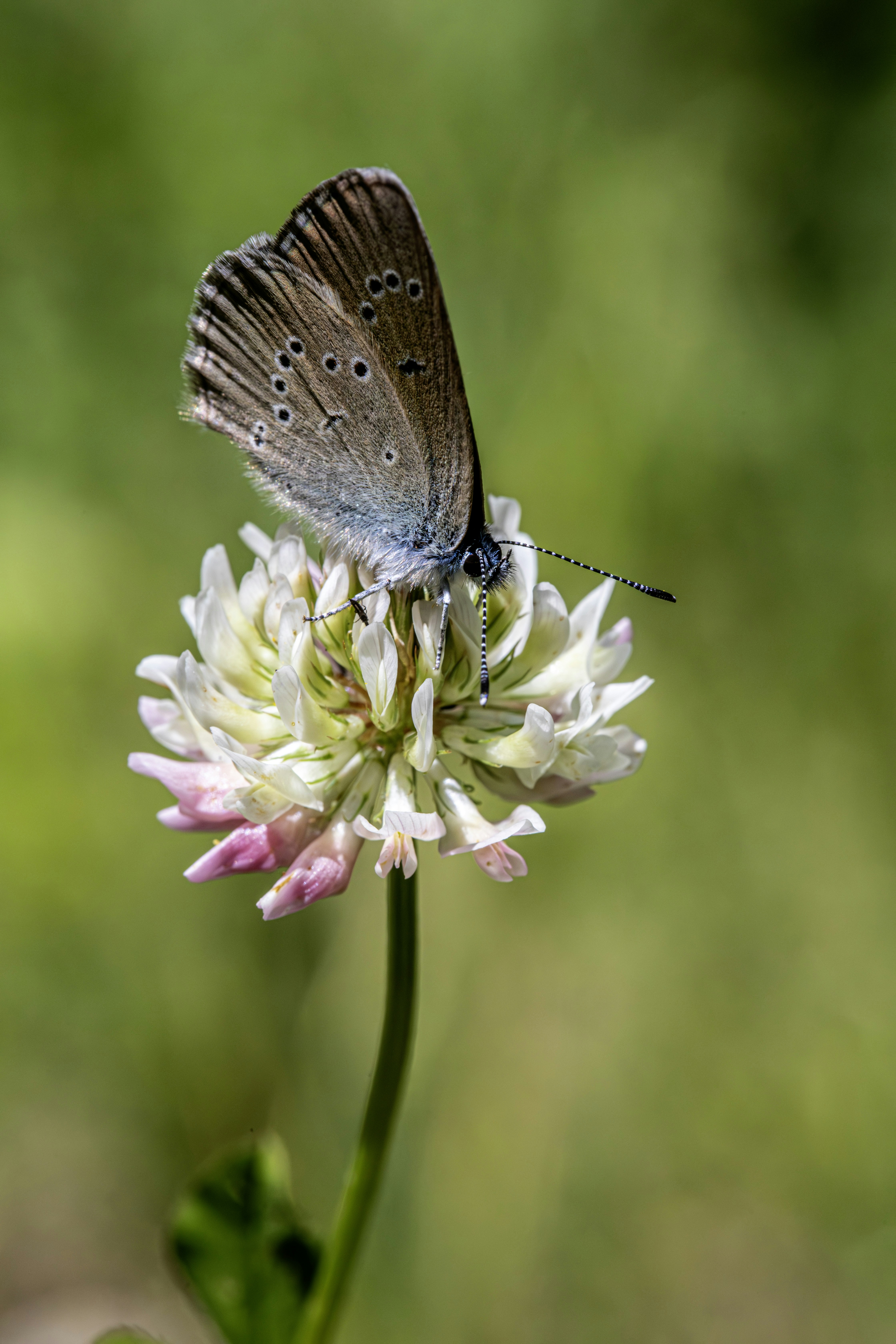 A small blue butterfly rests on a white clover flower.