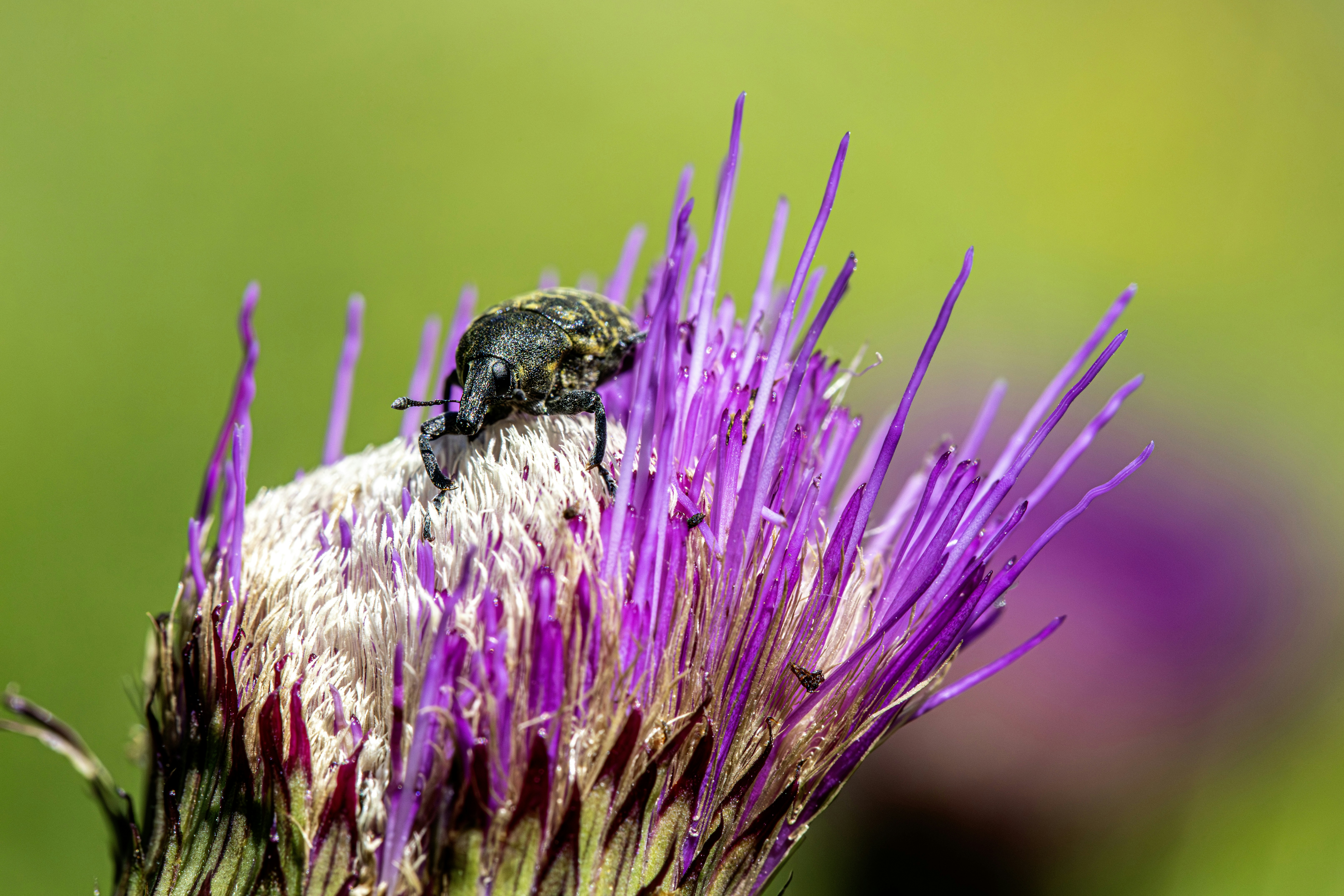 A small beetle rests on a vibrant purple thistle flower.