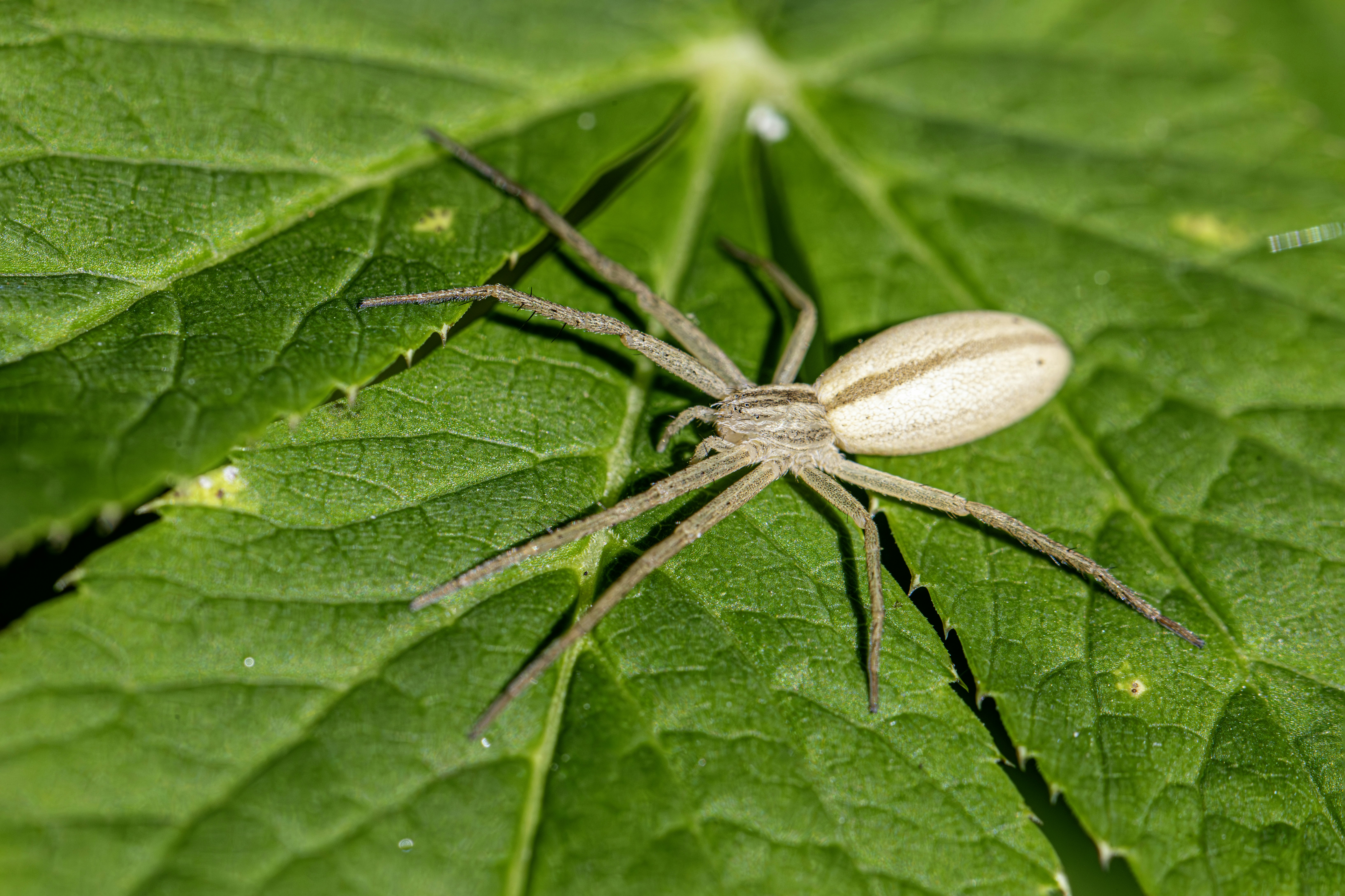 A light-colored spider rests on a vibrant green leaf.