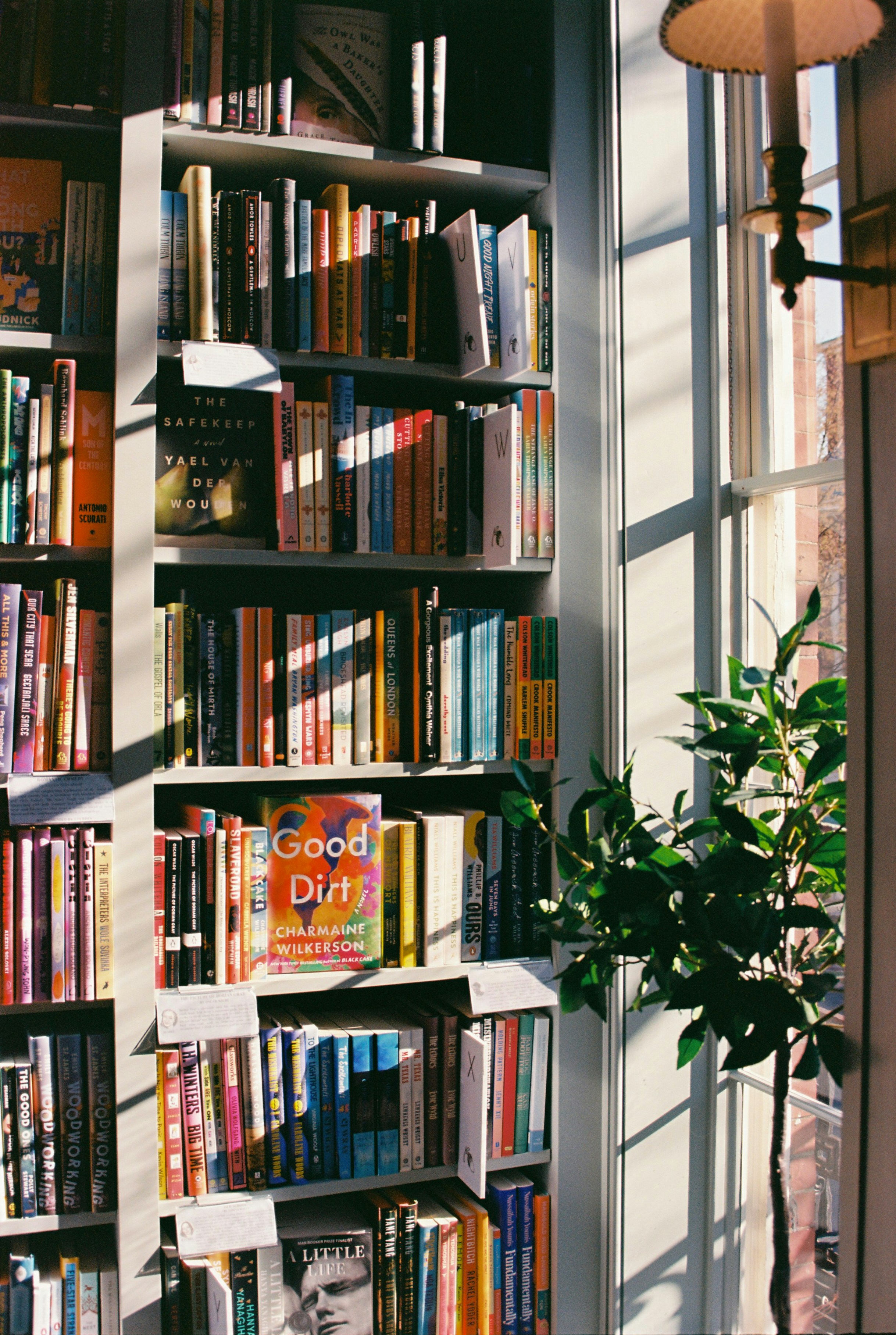 Sunlit bookshelf filled with many books and a green plant