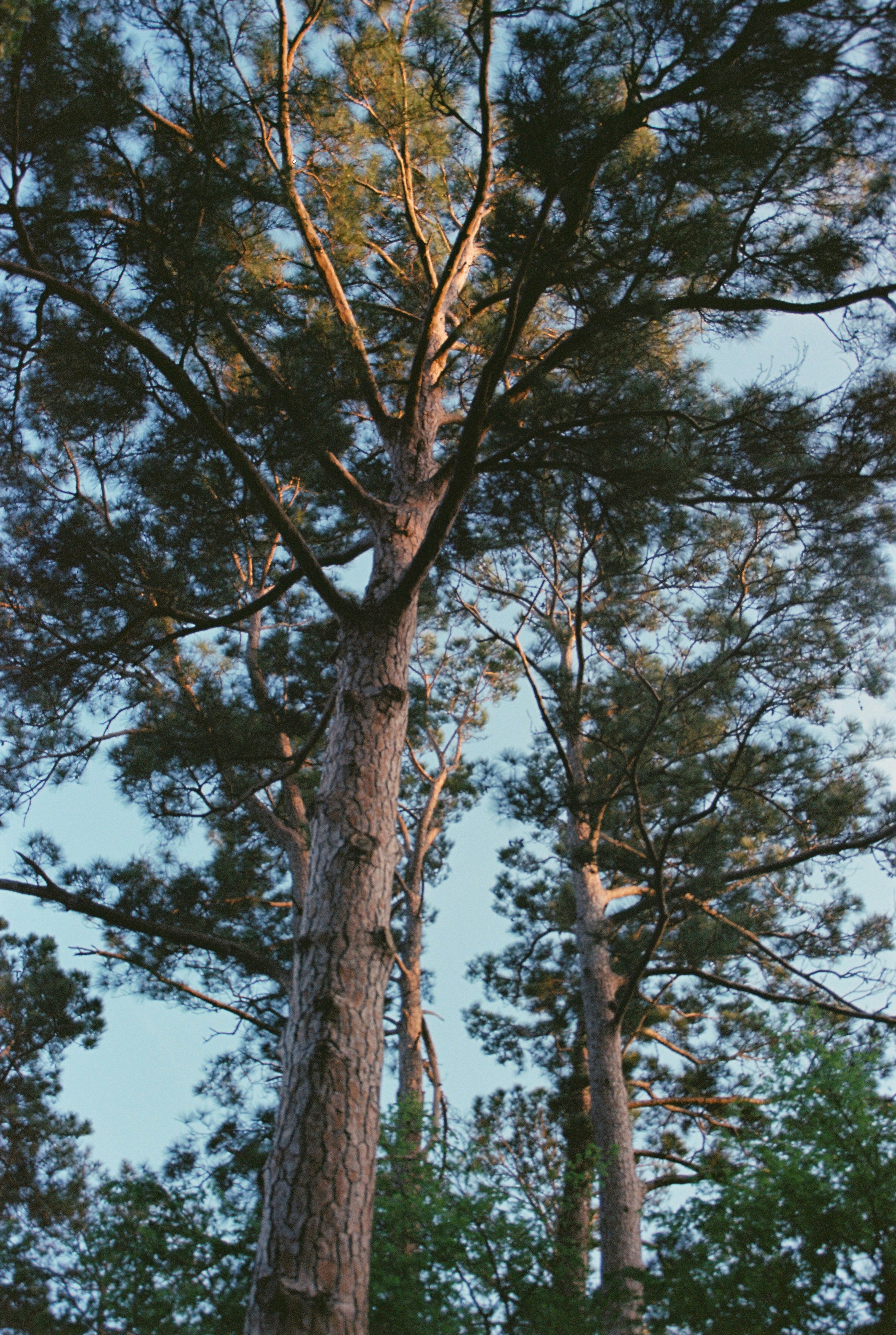Tall pine trees reaching towards a clear blue sky