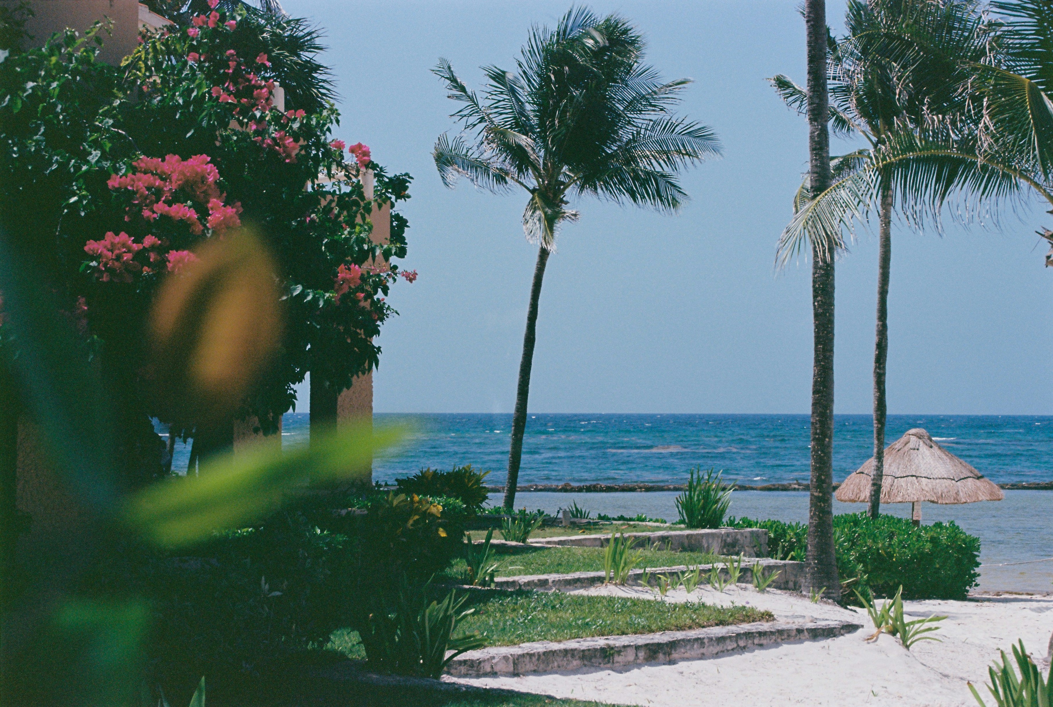 Palm trees and pink flowers overlooking a tropical ocean