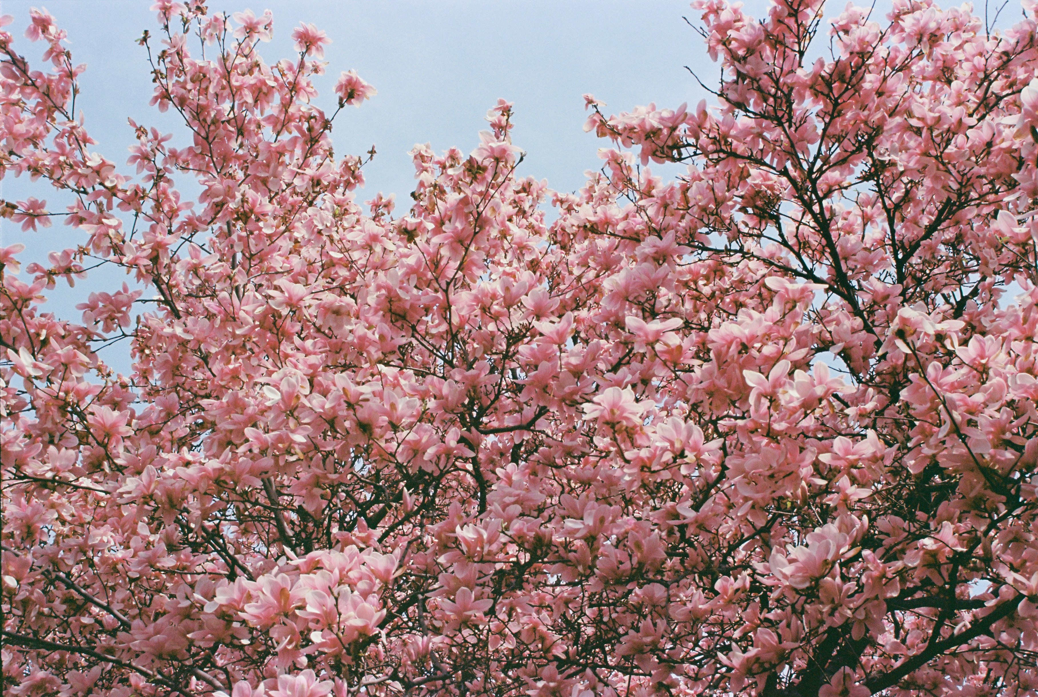 Pink blossoms cover a tree against a soft blue sky