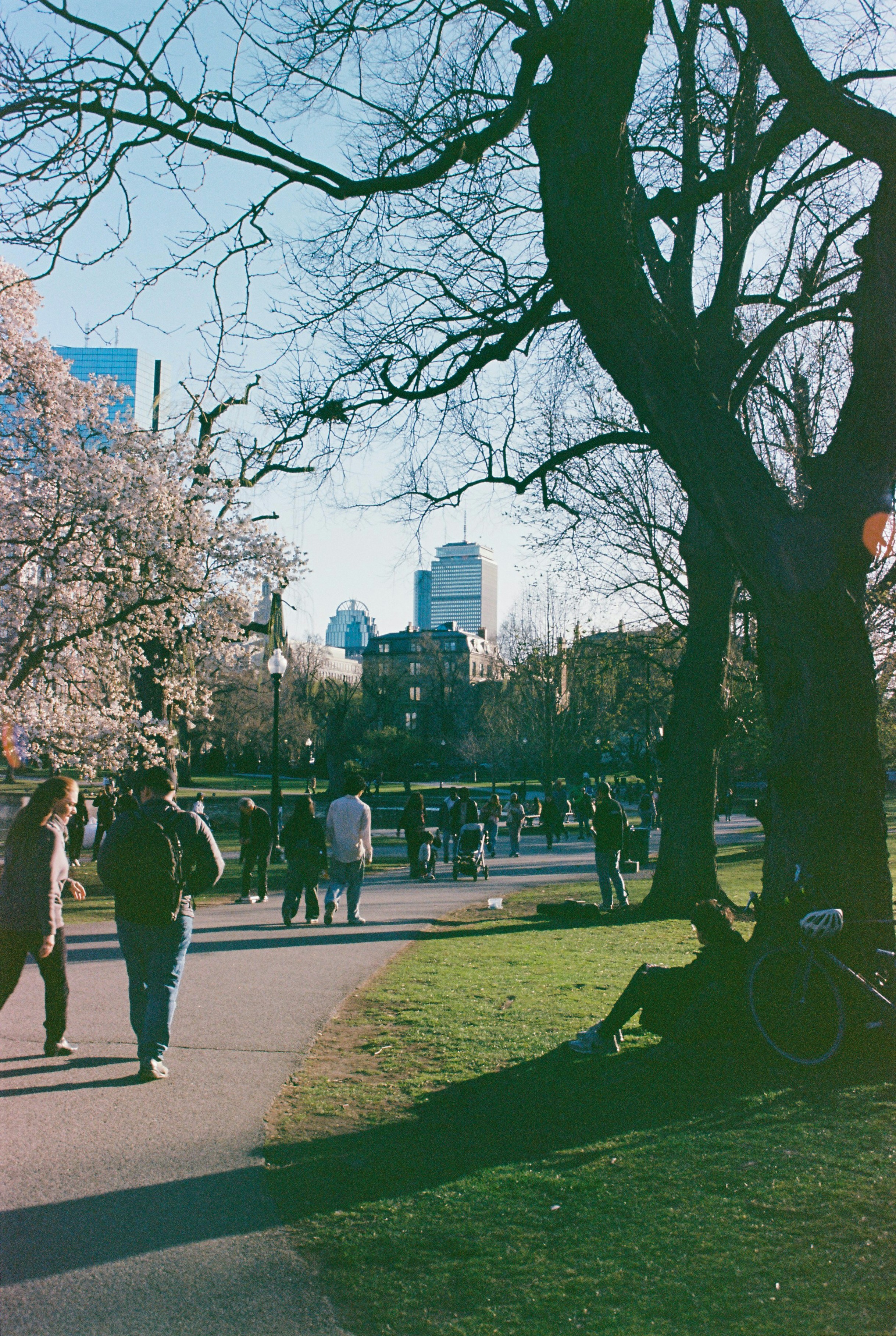 Park scene with people, trees, cherry blossoms, and city skyline