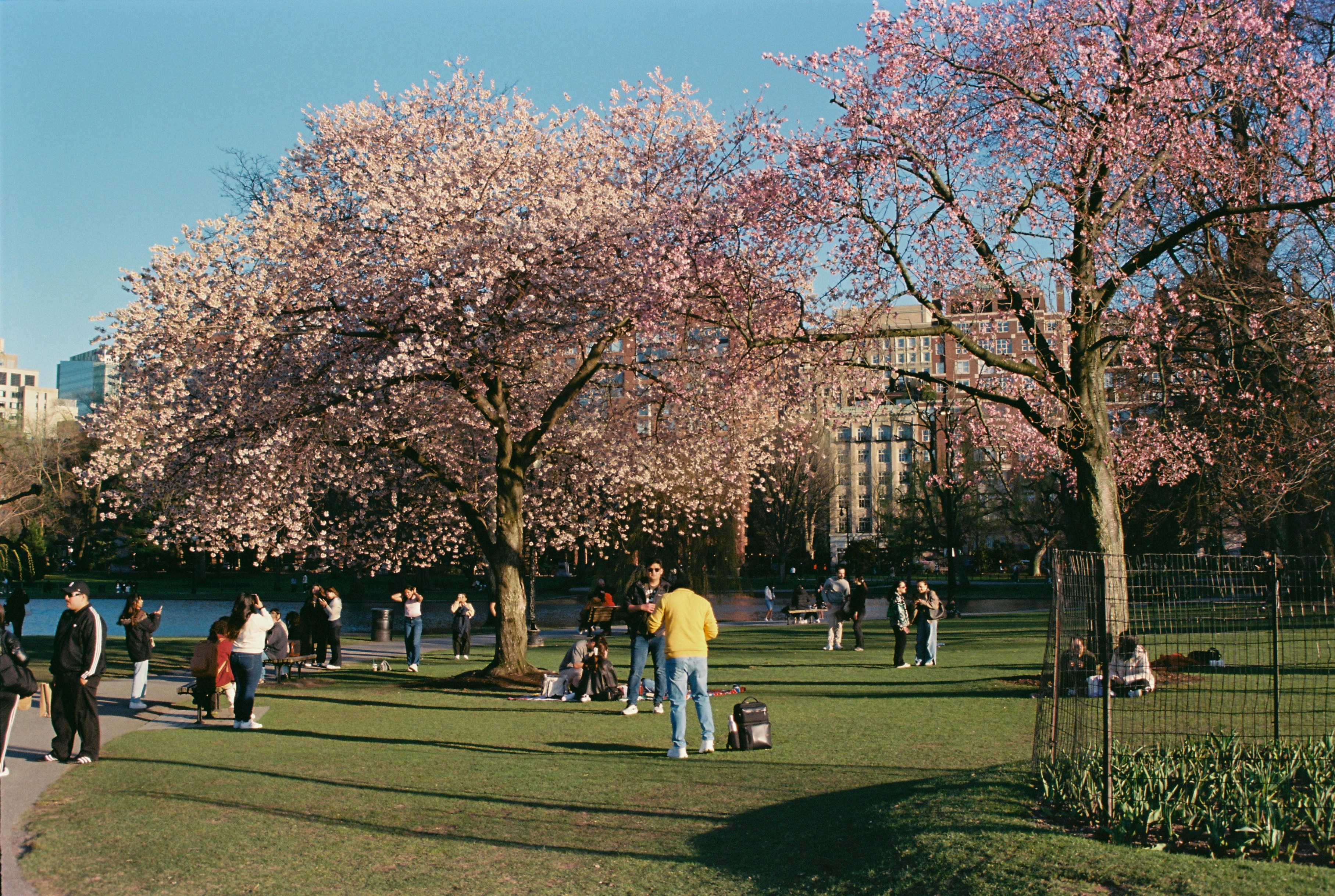 People relax under blooming cherry trees in a sunny park