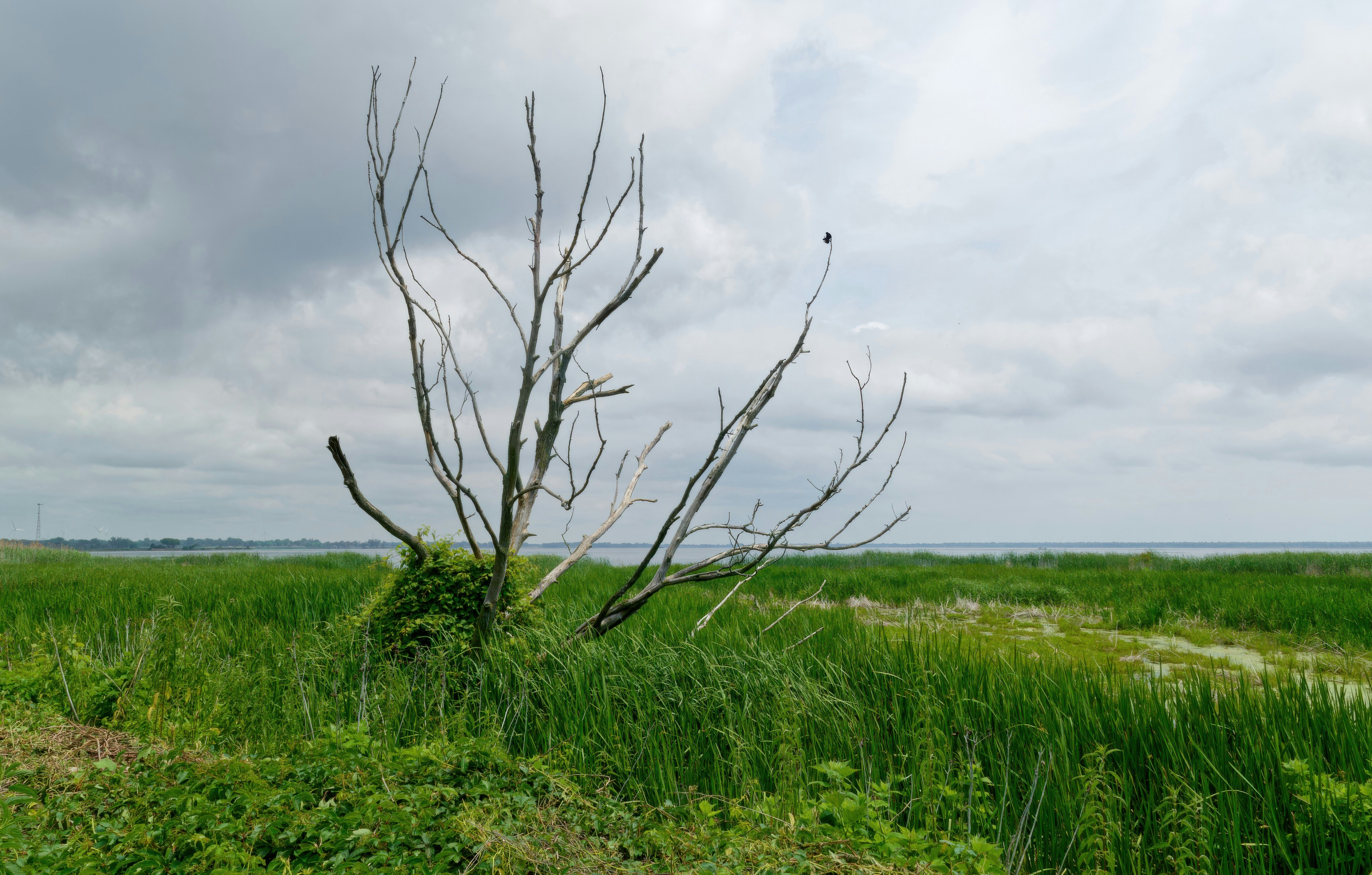 Bare tree among green reeds beside water under cloudy sky