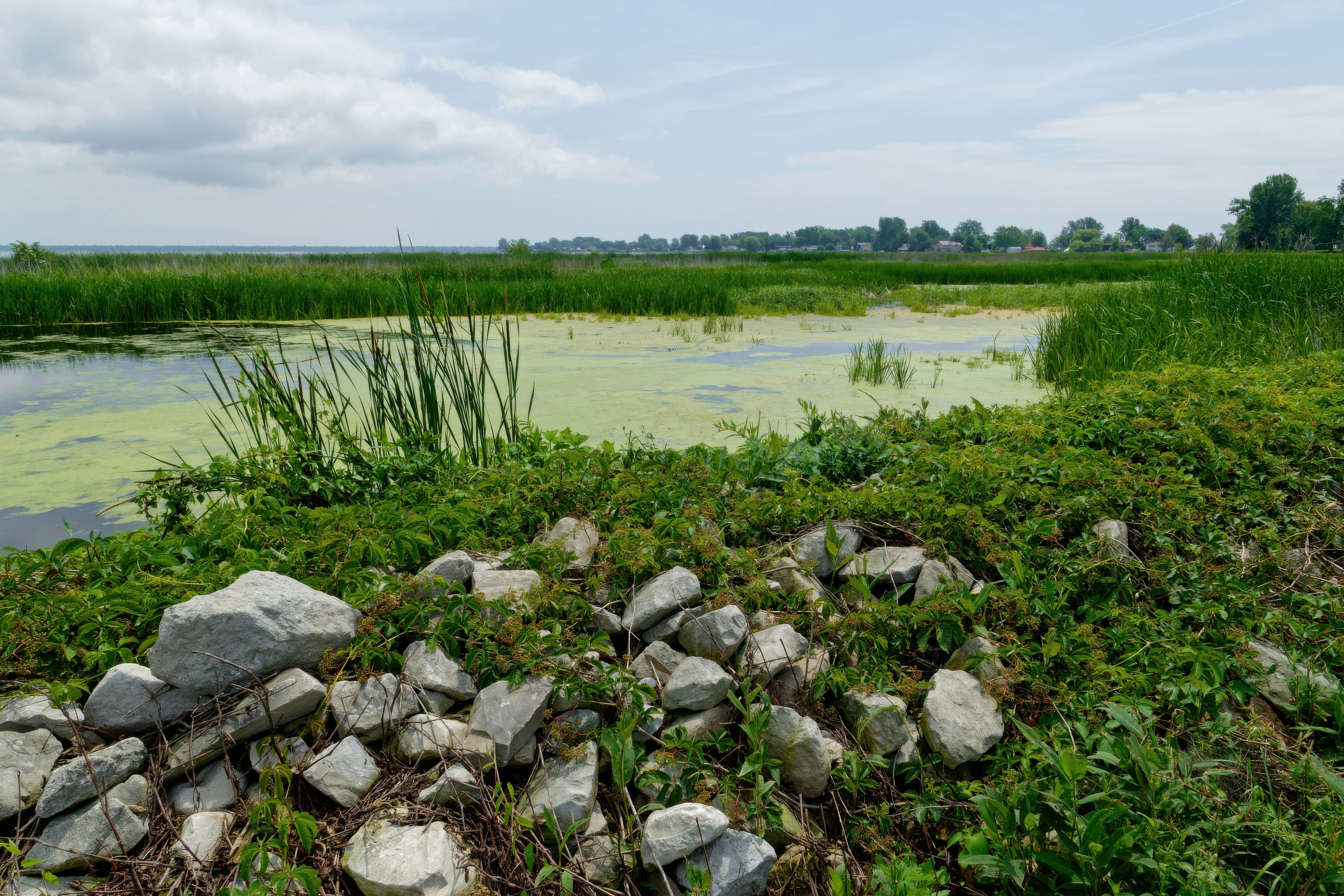 Green marshland with algae-covered water and rocks in the foreground
