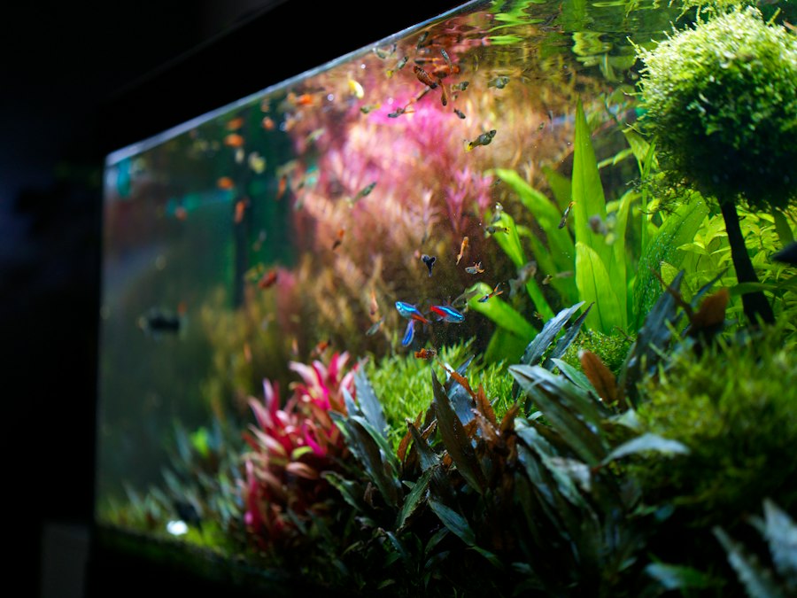 Hồ Aquascape Rừng Ẩn