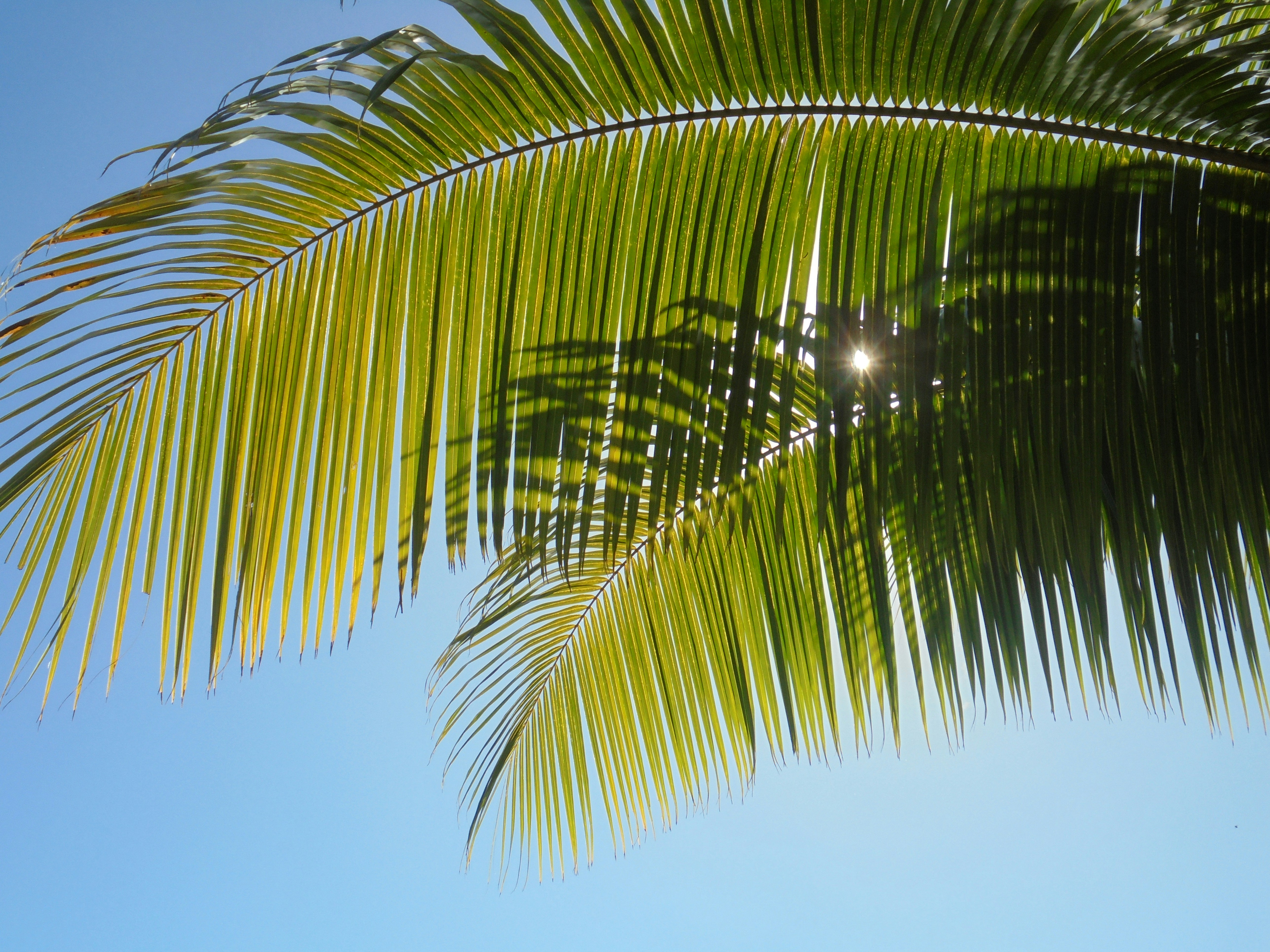 Bright palm fronds arch across a vivid blue sky, with sunlight filtering through leaves. A tropical, outdoor scene emphasizing natural light and shade.