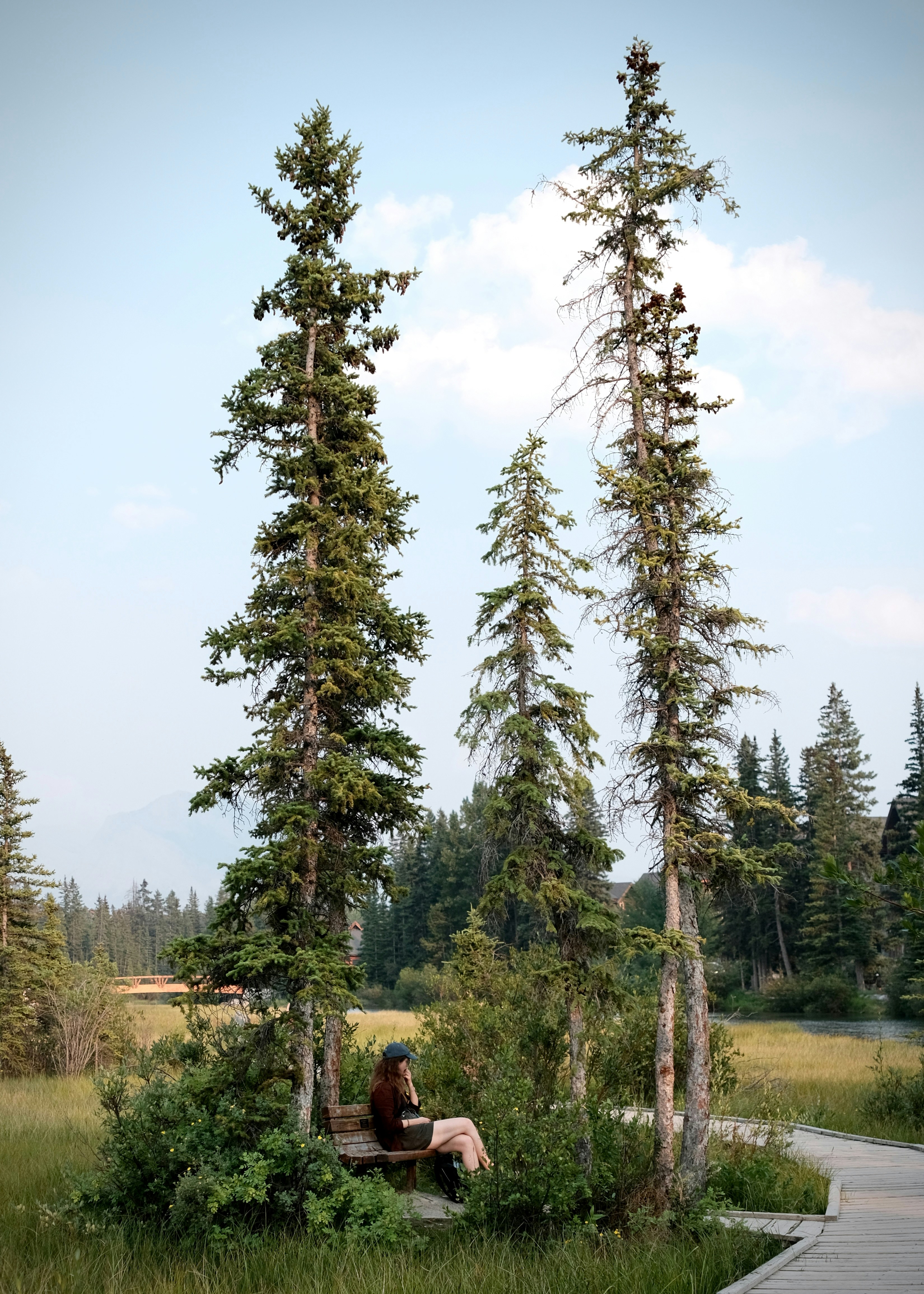 Woman sitting on a bench surrounded by tall pine trees