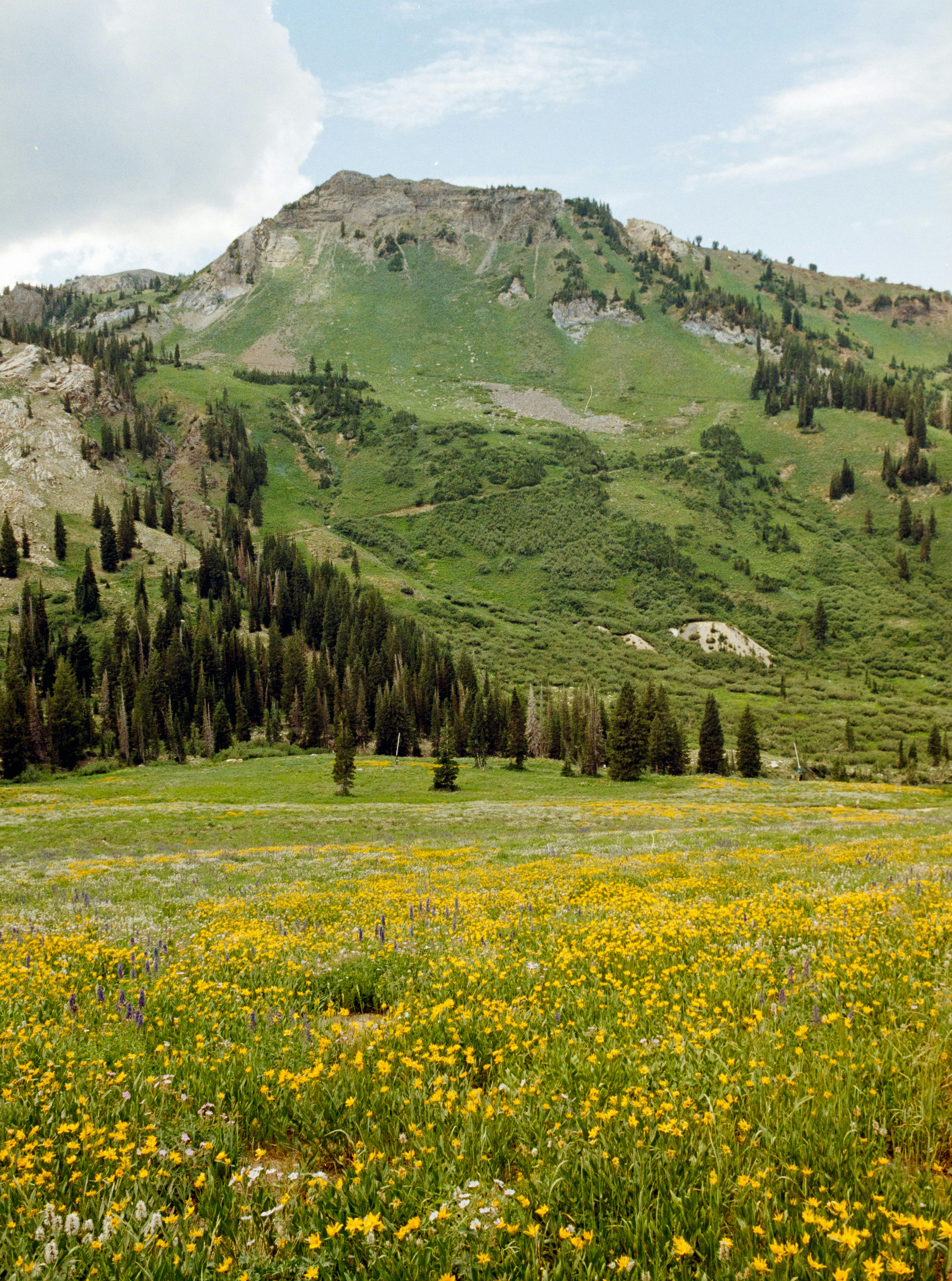 Mountain landscape with a field of yellow wildflowers