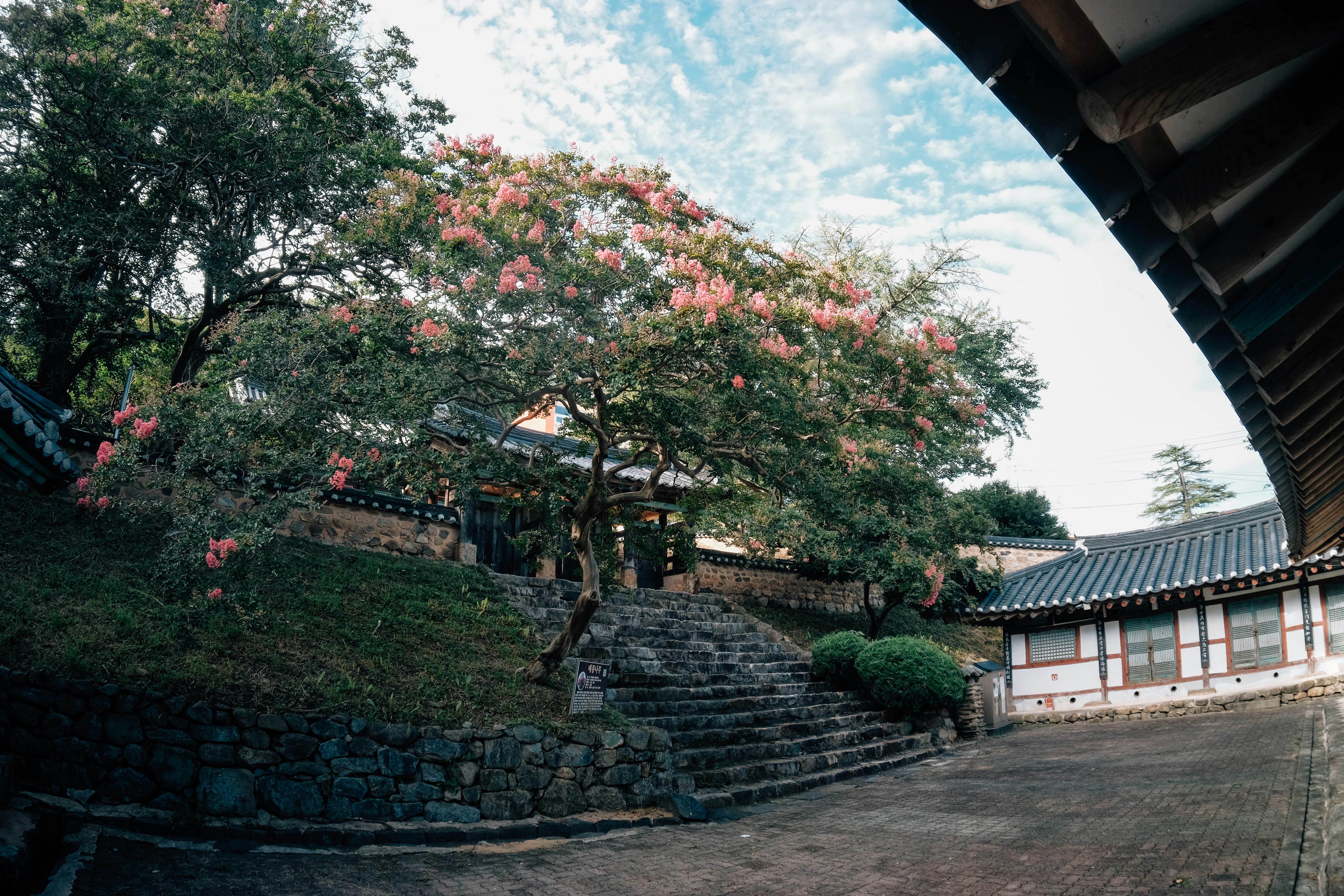Flowering tree and traditional korean buildings in gunsan