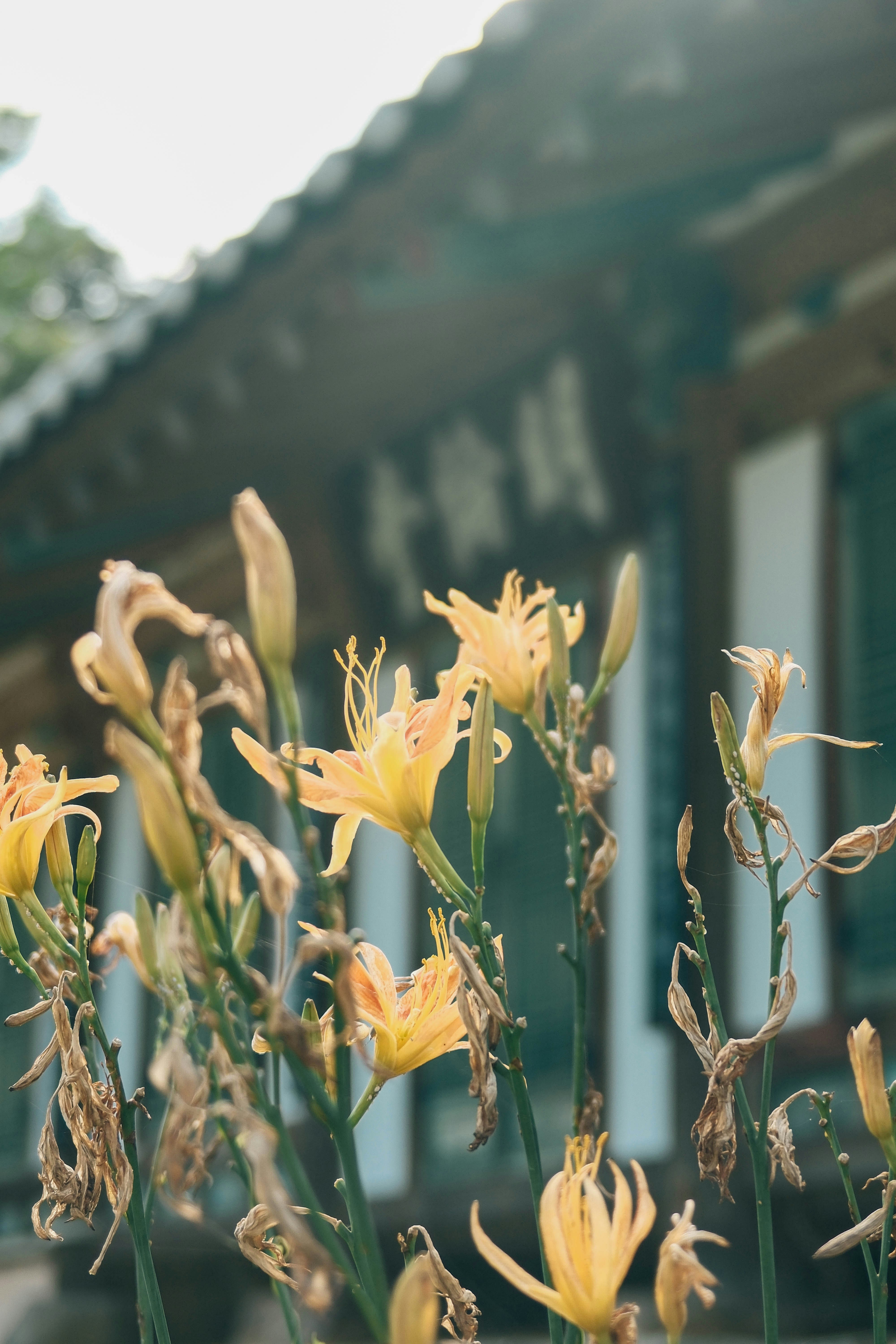 Yellow daylilies in front of traditional korean architecture