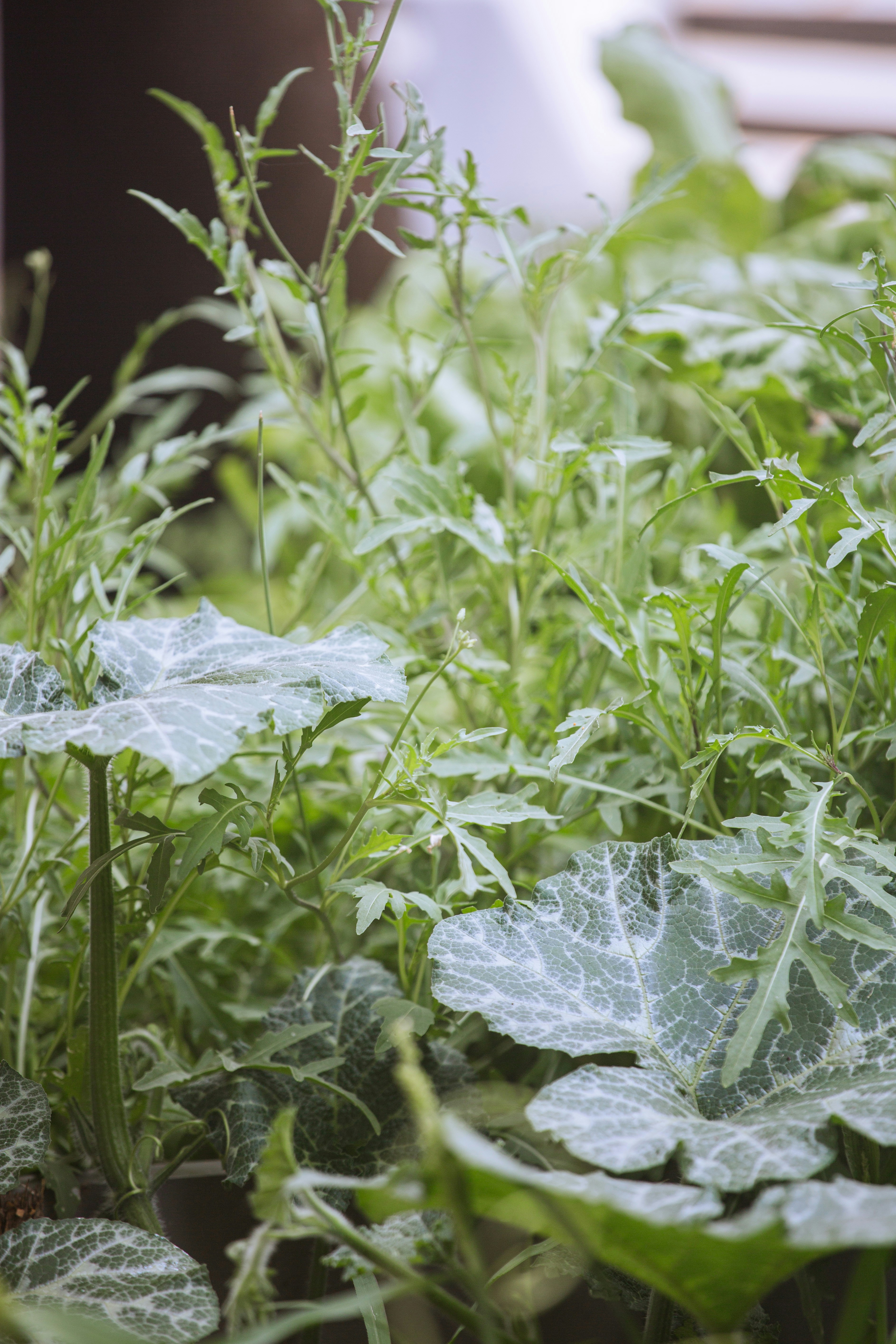 Vibrant green plants with diverse leaf textures